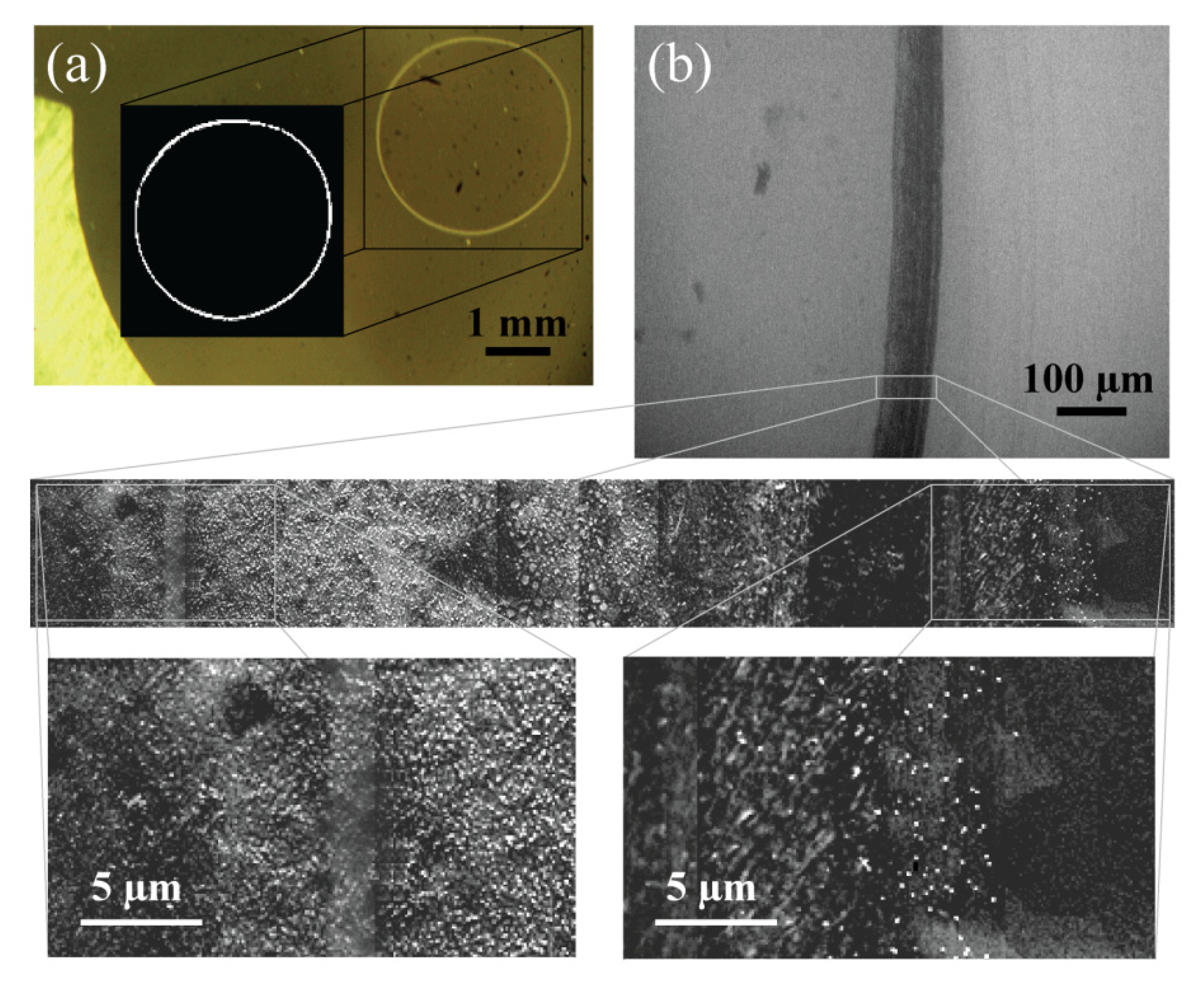 Biosensors 12 00371 g003