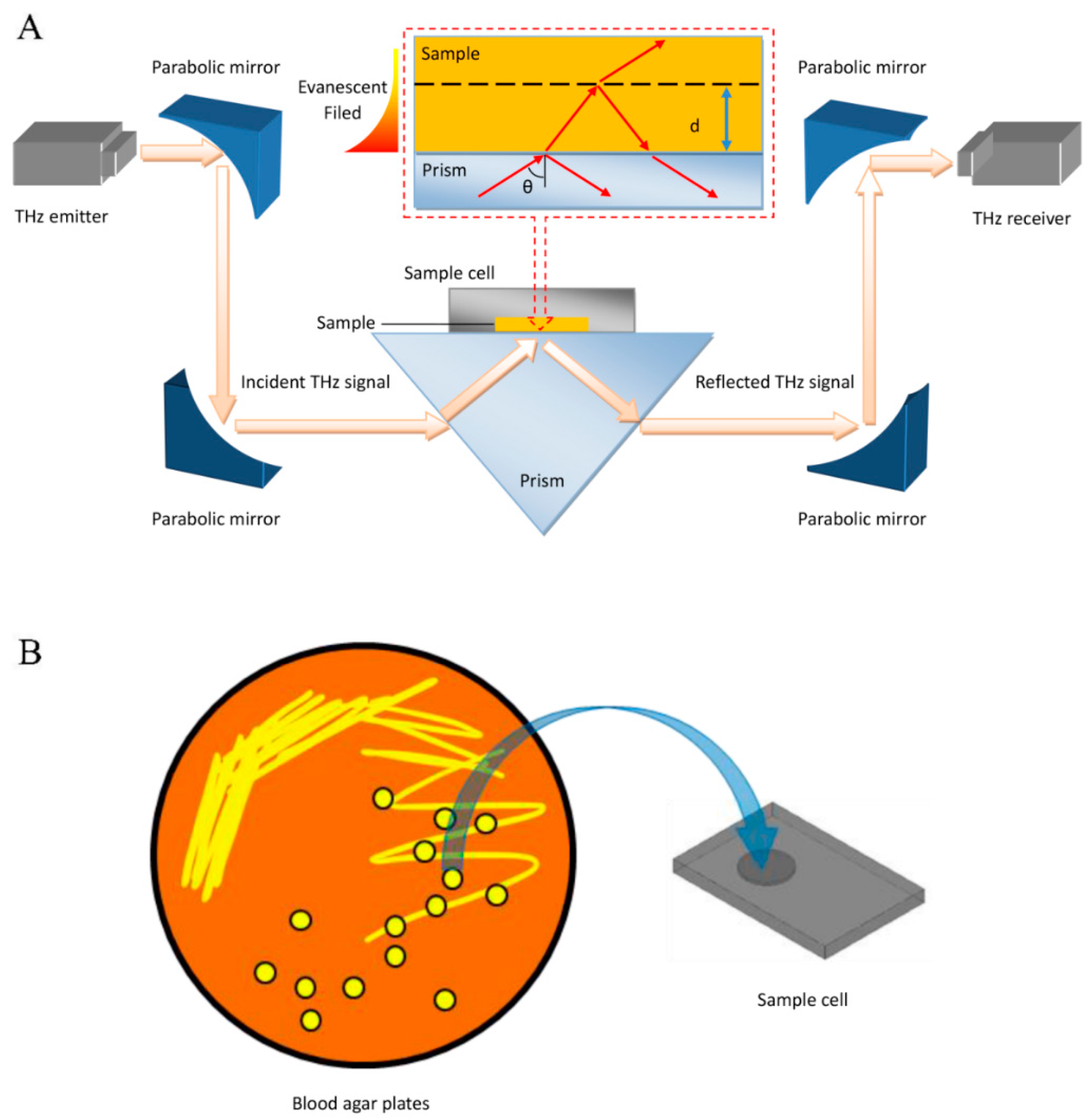 Biosensors 12 00378 g001