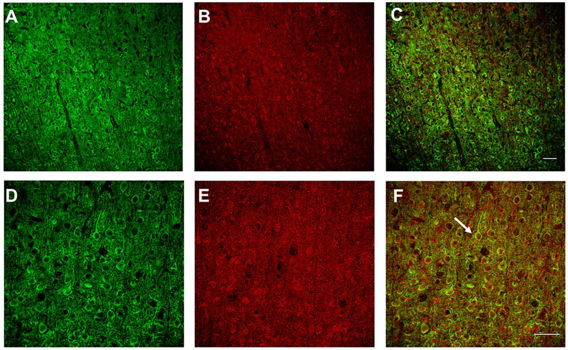 Biosensors 12 00383 g001 Biosensors 12 00383 g001