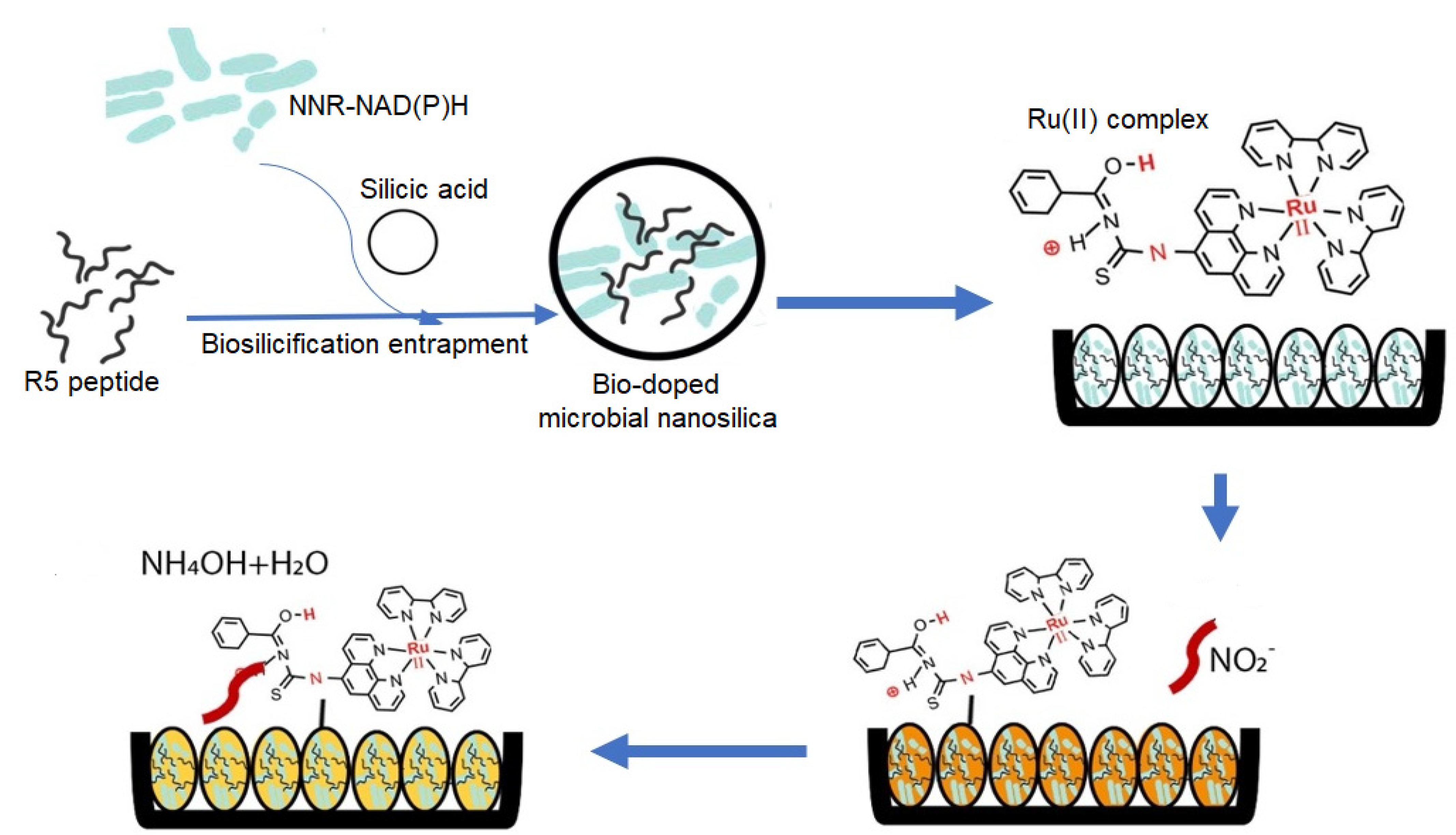 Biosensors 12 00388 g003