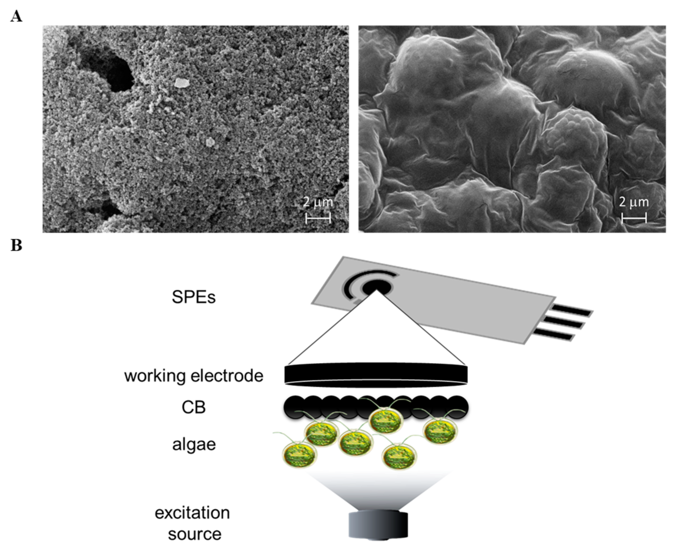 Biosensors 12 00401 g004