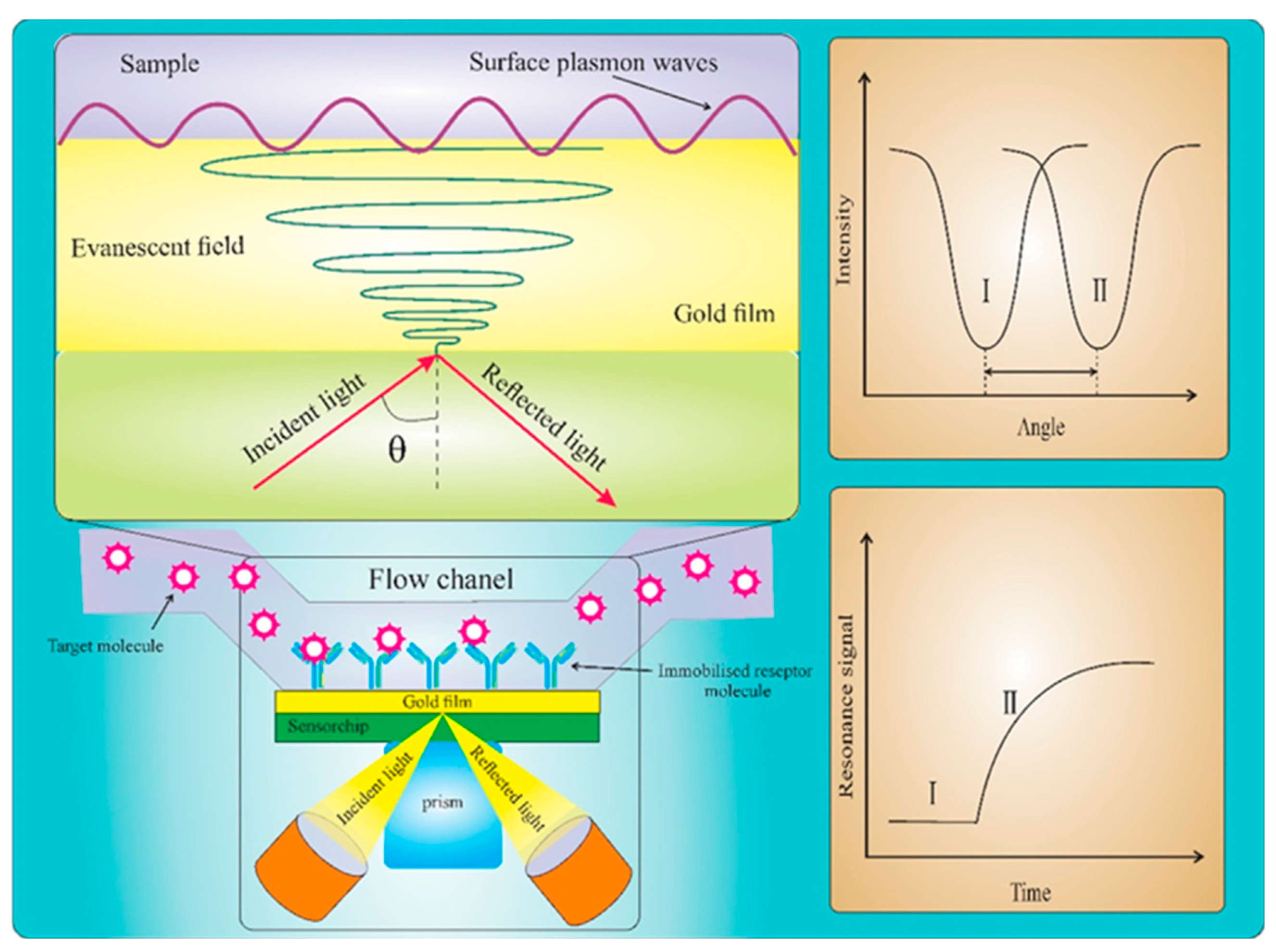 Biosensors 12 00402 g006