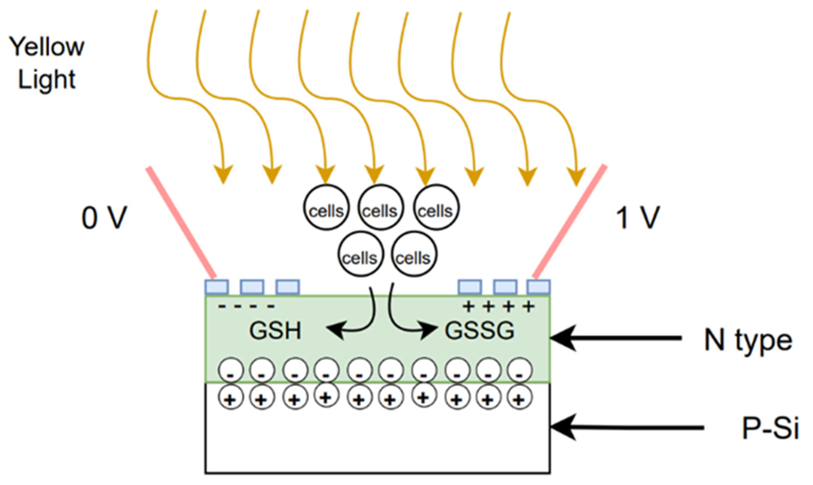 Biosensors 12 00405 g006