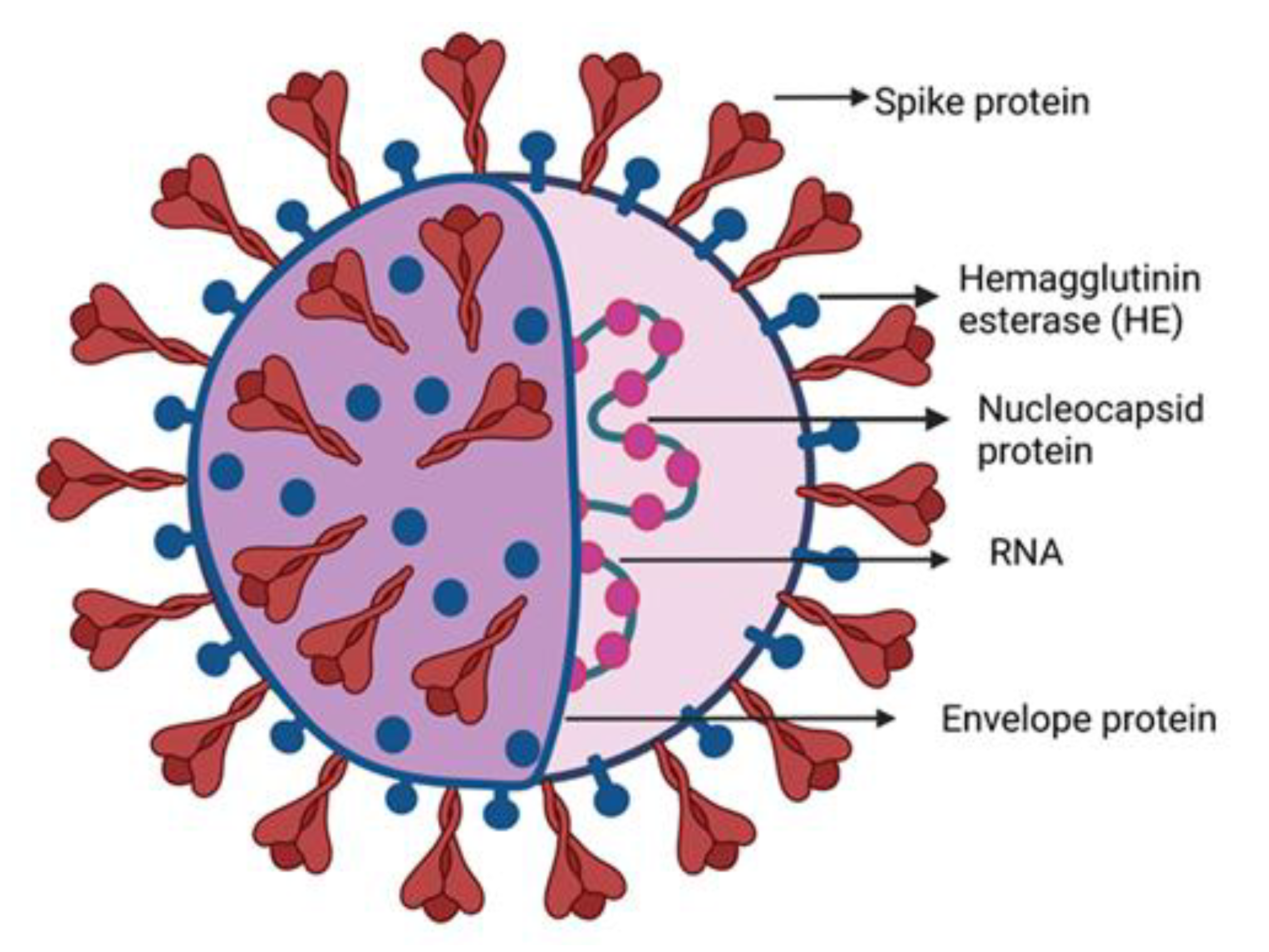 papilloma vírus és nyál