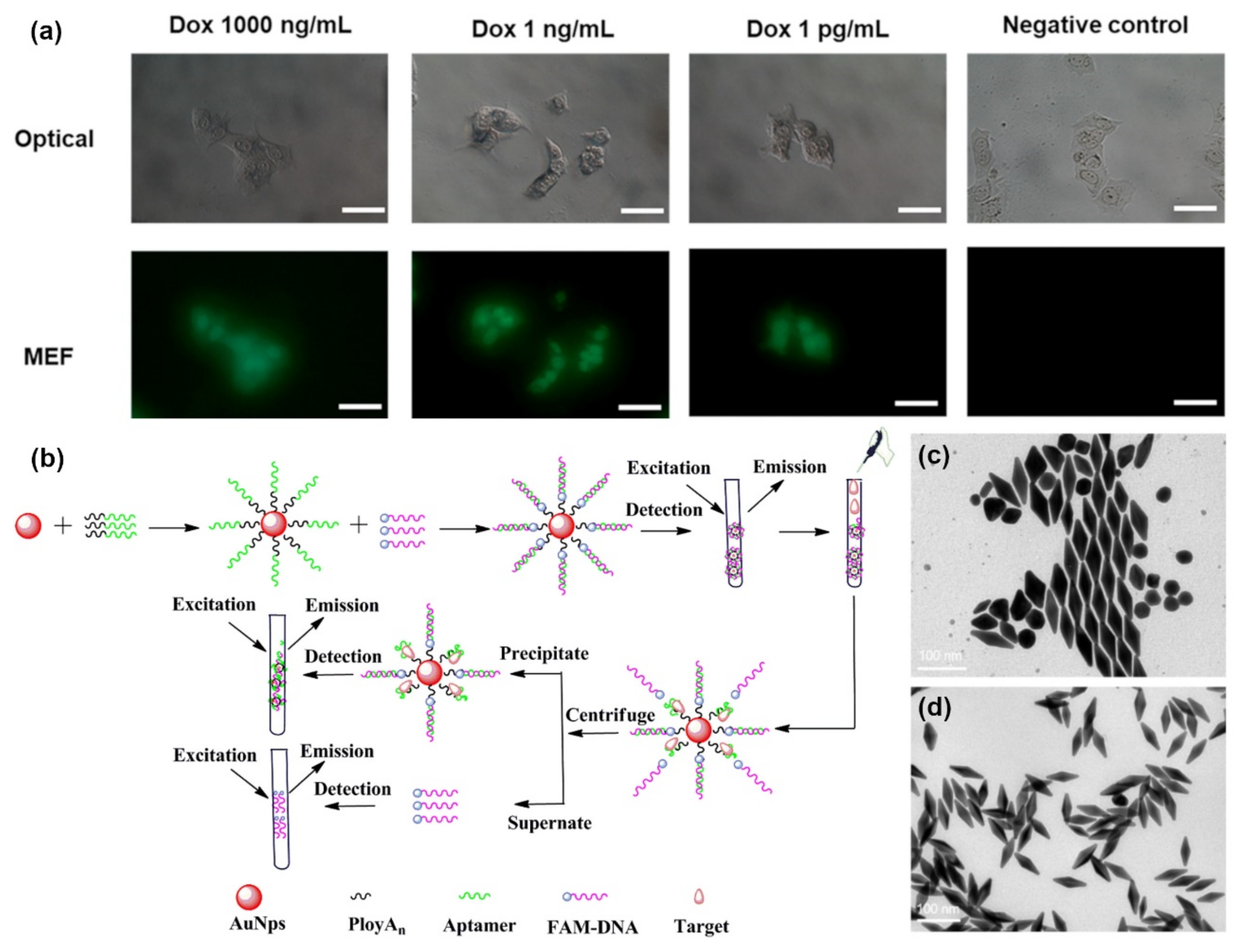 Biosensors 12 00418 g004