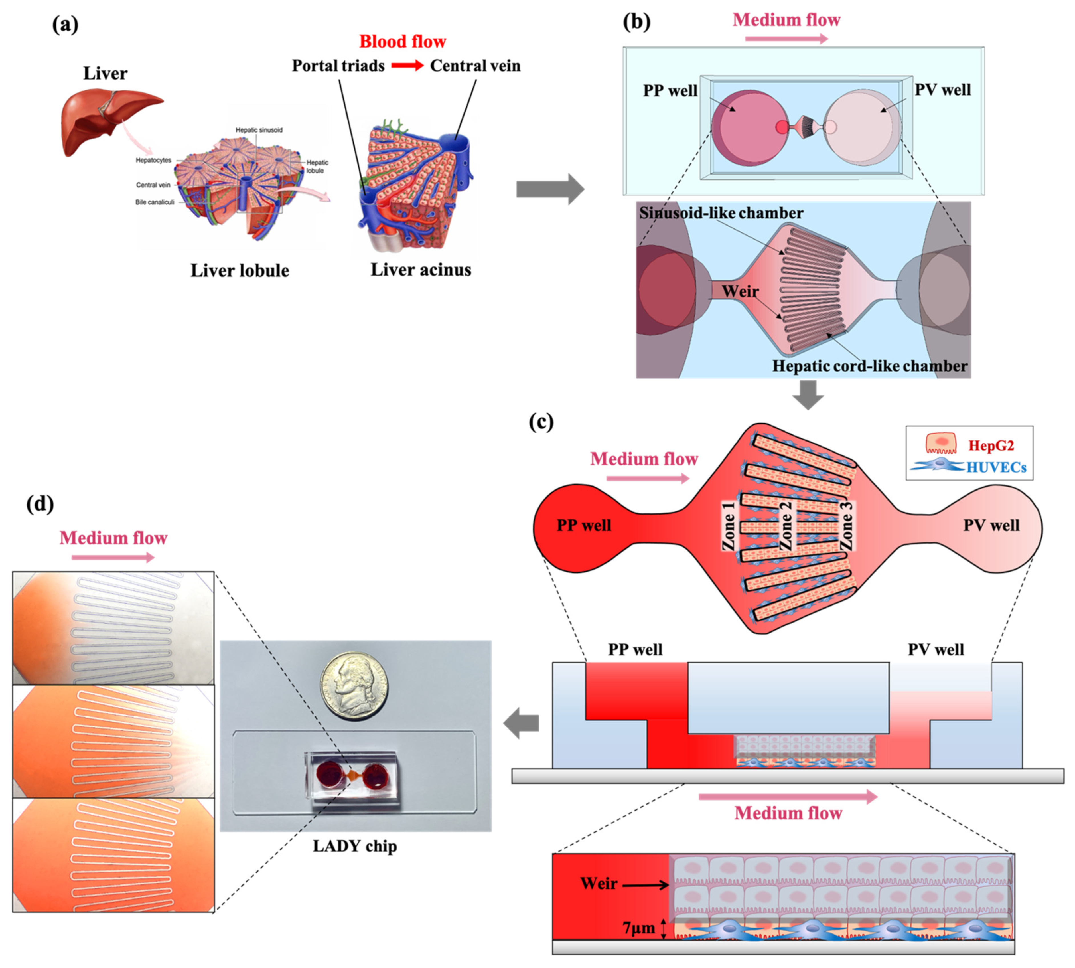 Biosensors 12 00445 g001 550