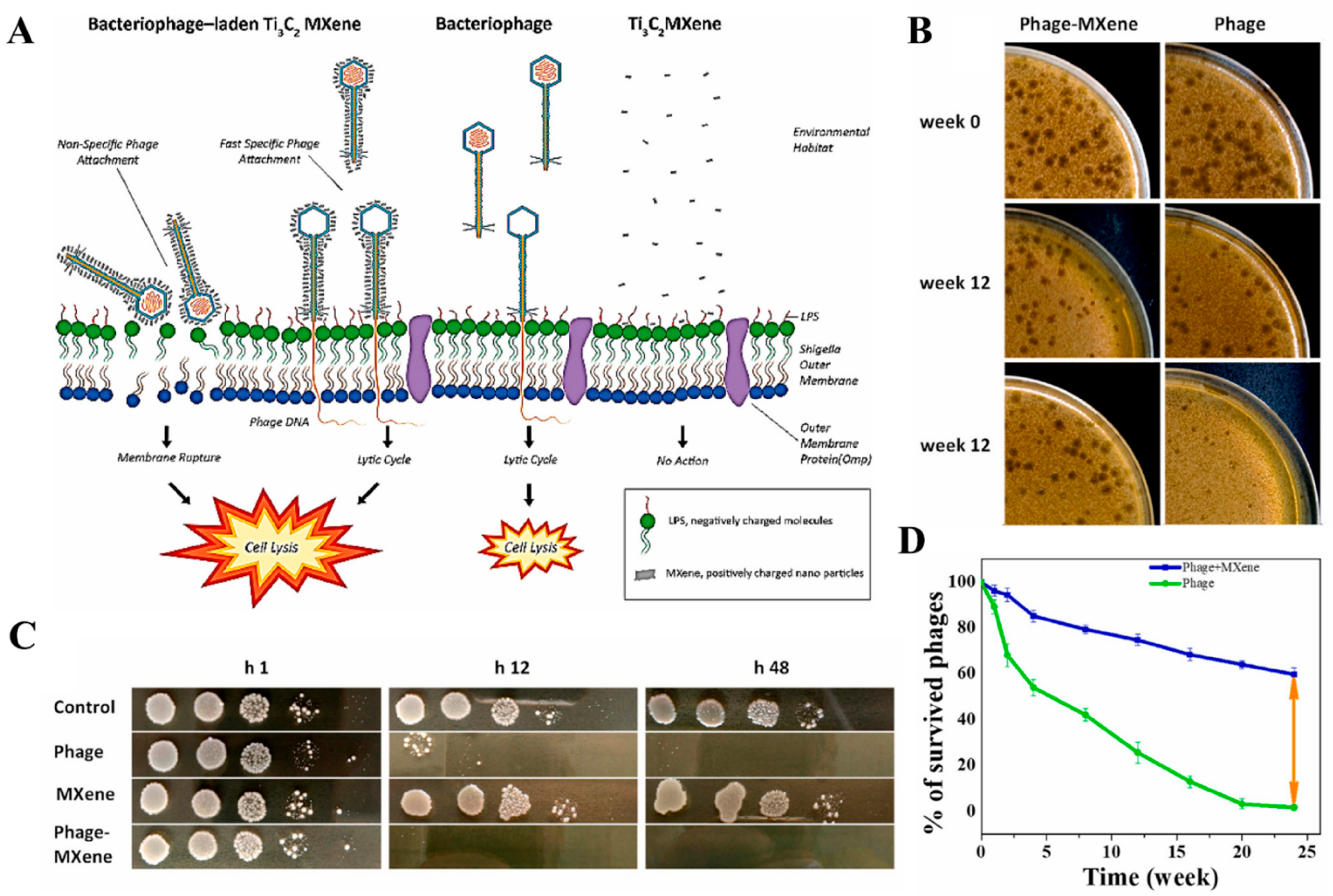 Biosensors 12 00454 g005