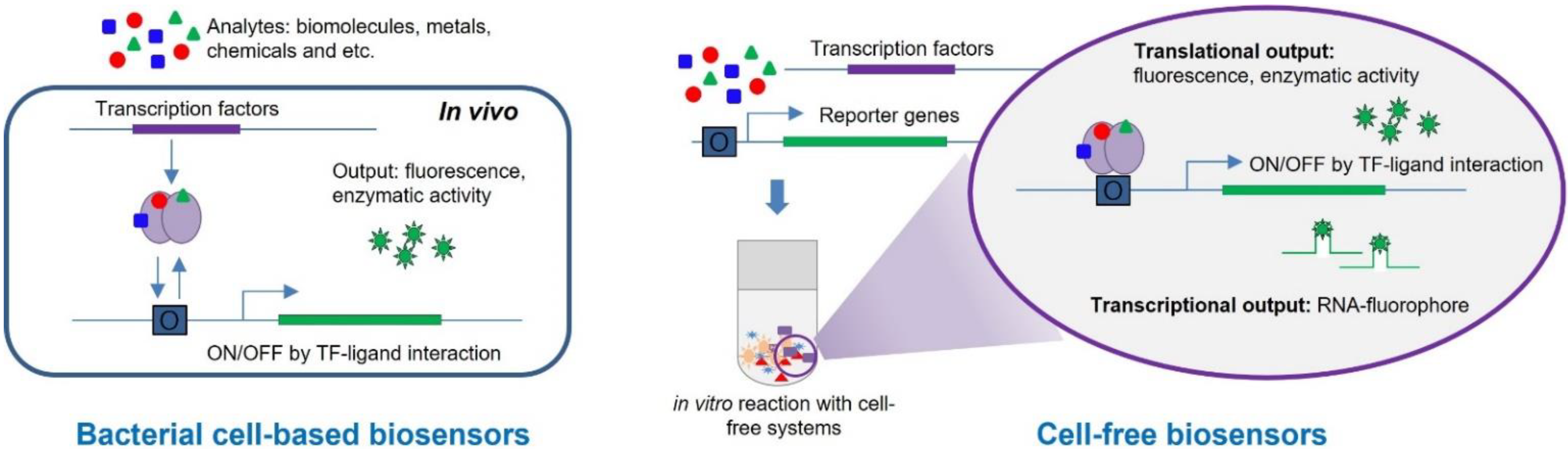 Biosensors 12 00470 g001