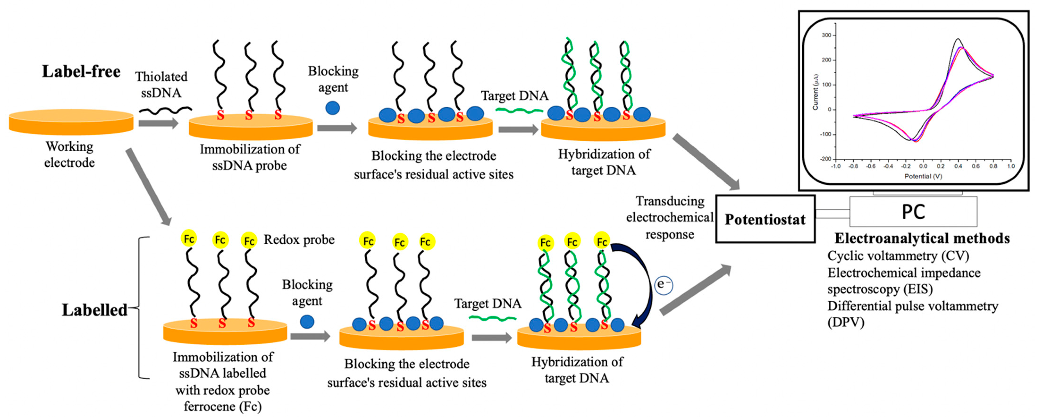 Biosensors 12 00473 g005