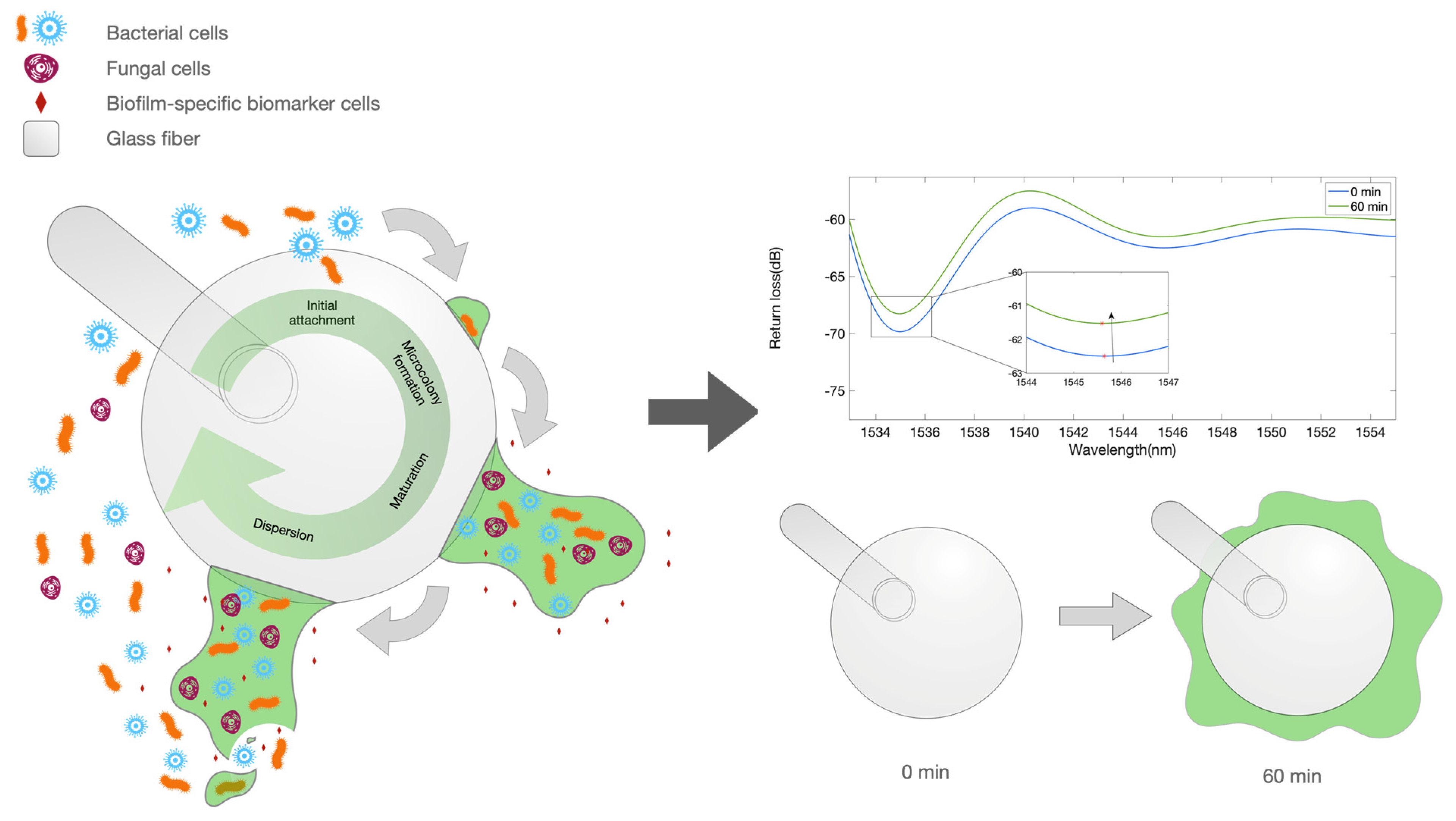 Biosensors 12 00481 g001