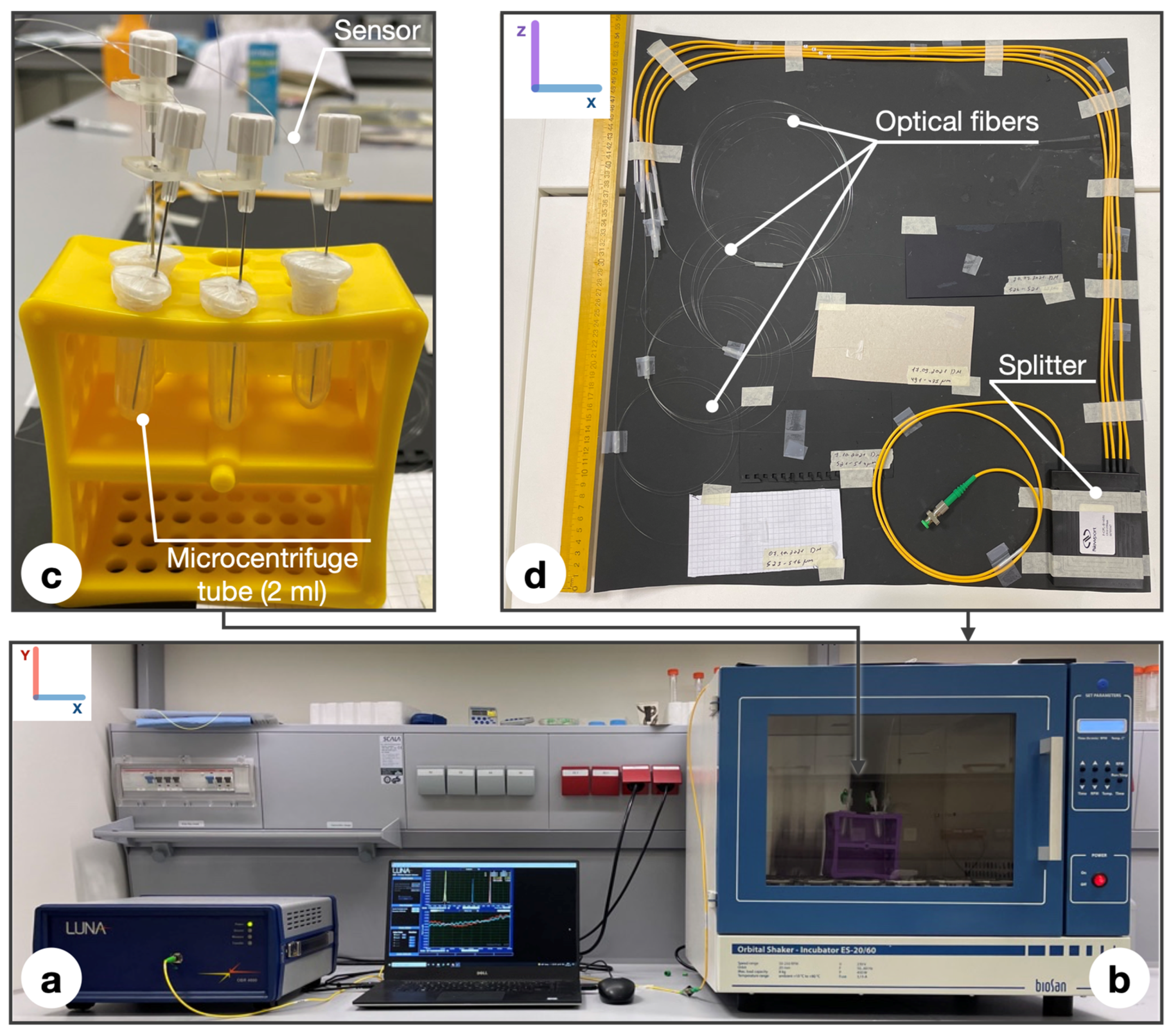Biosensors 12 00481 g003