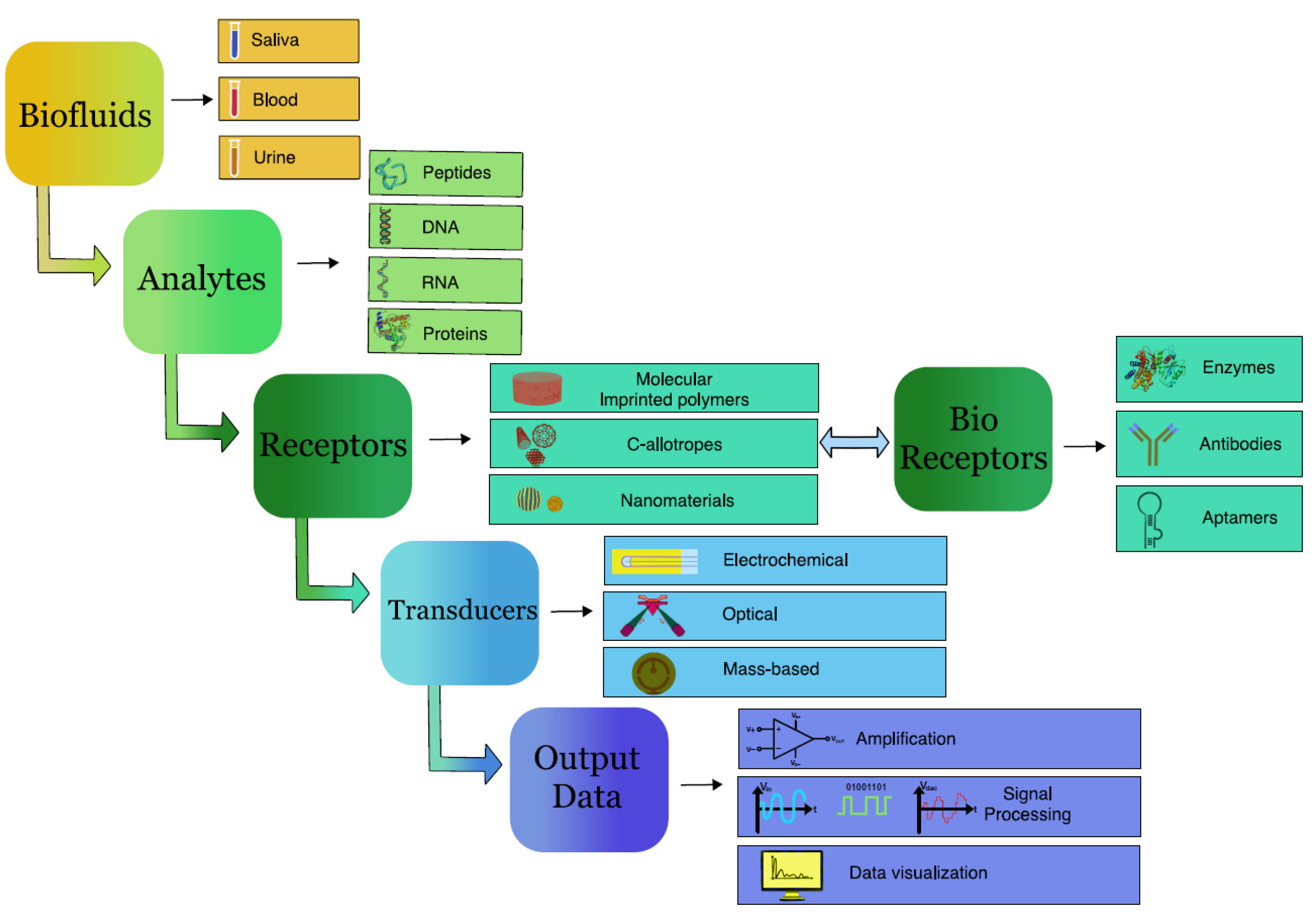 Biosensors 12 00498 g001