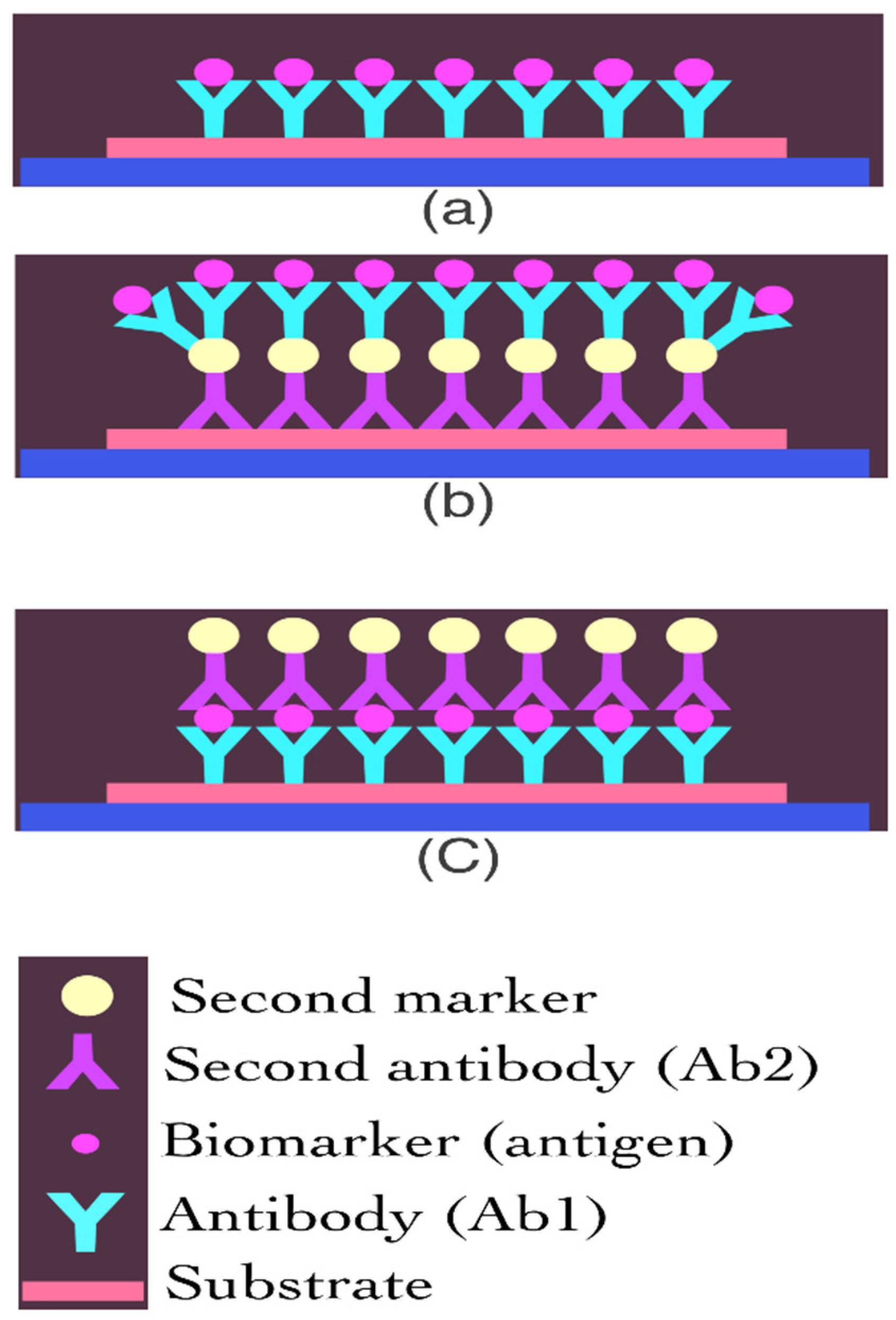 Biosensors 12 00498 g002