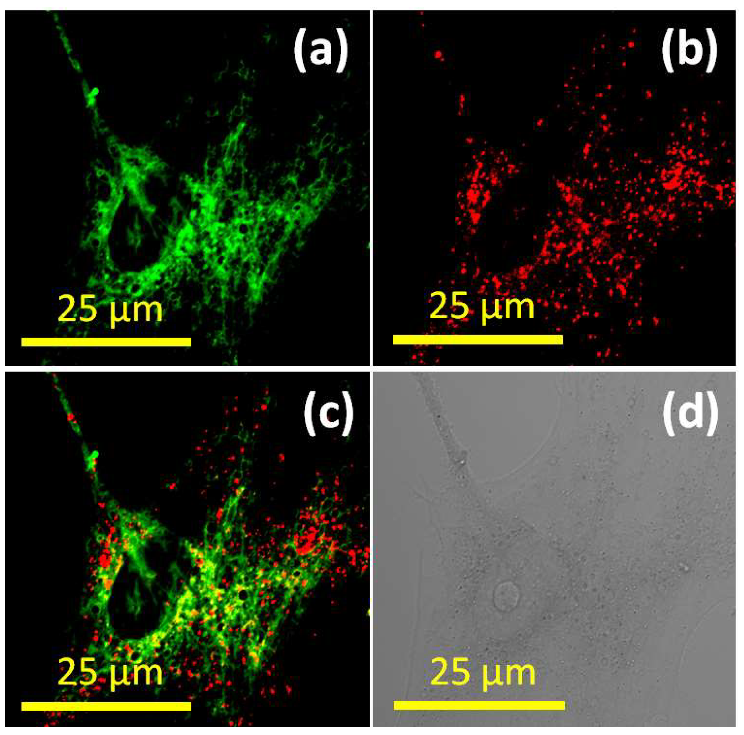 Biosensors 12 00504 g002 550