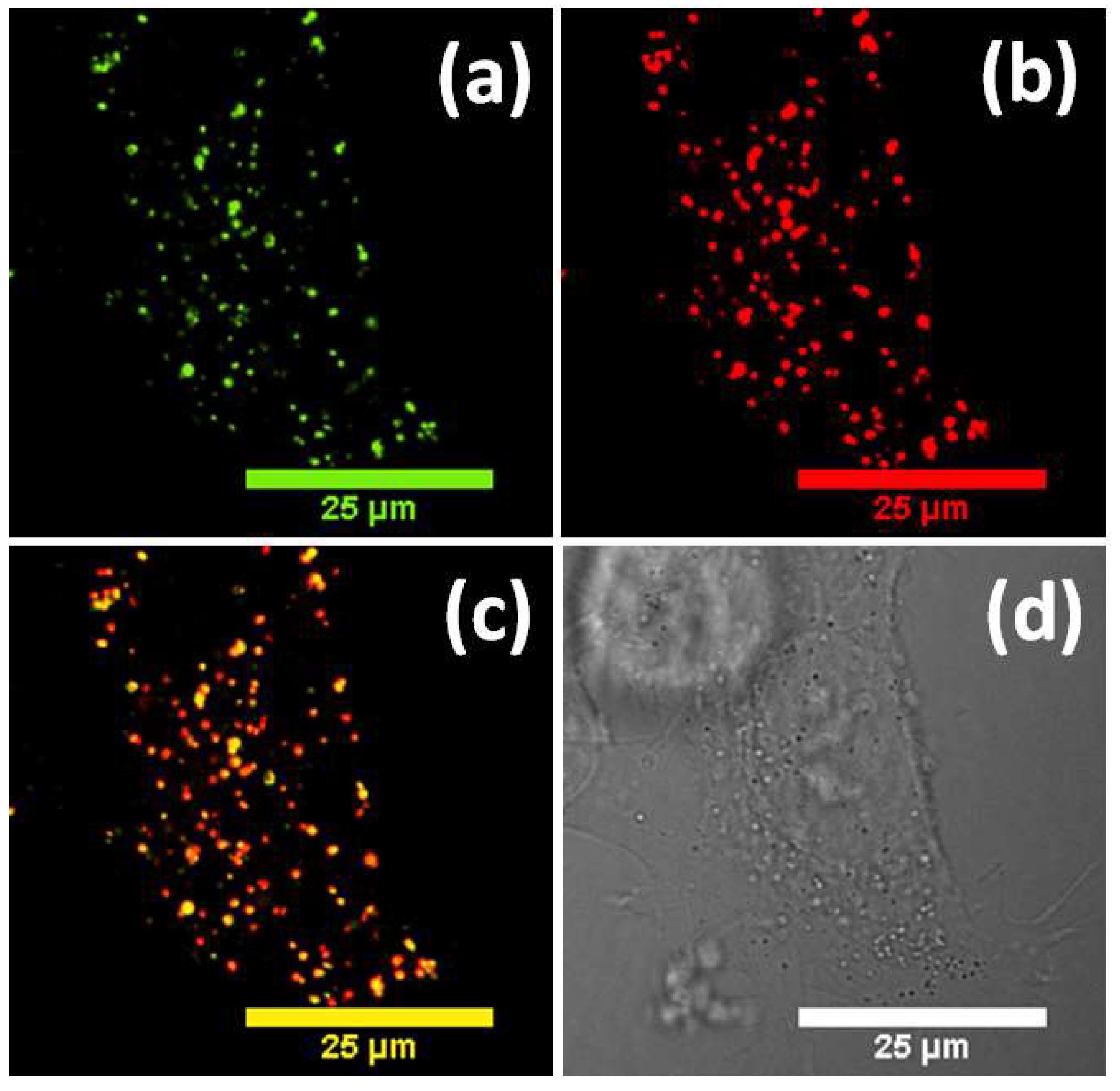 Biosensors 12 00504 g003 550