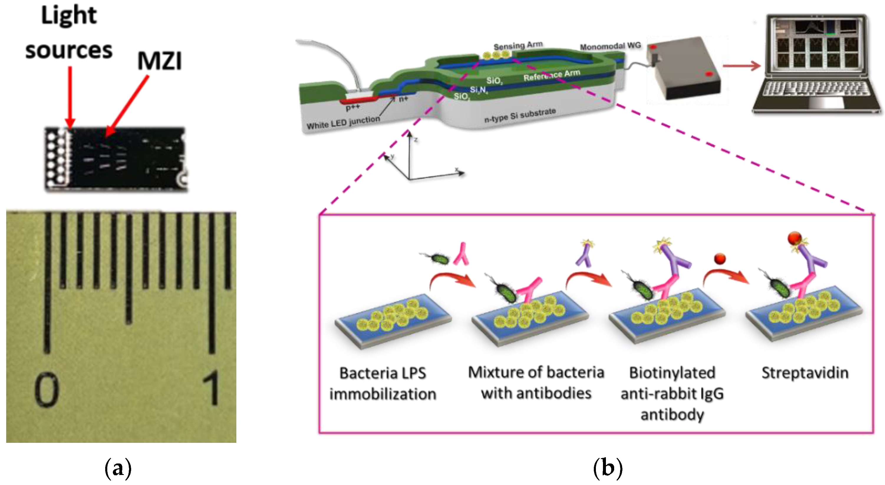 Biosensors 12 00507 g001 Biosensors 12 00507 g001