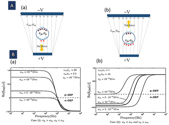 Signal-Based Methods in Dielectrophoresis for Cell and Particle 