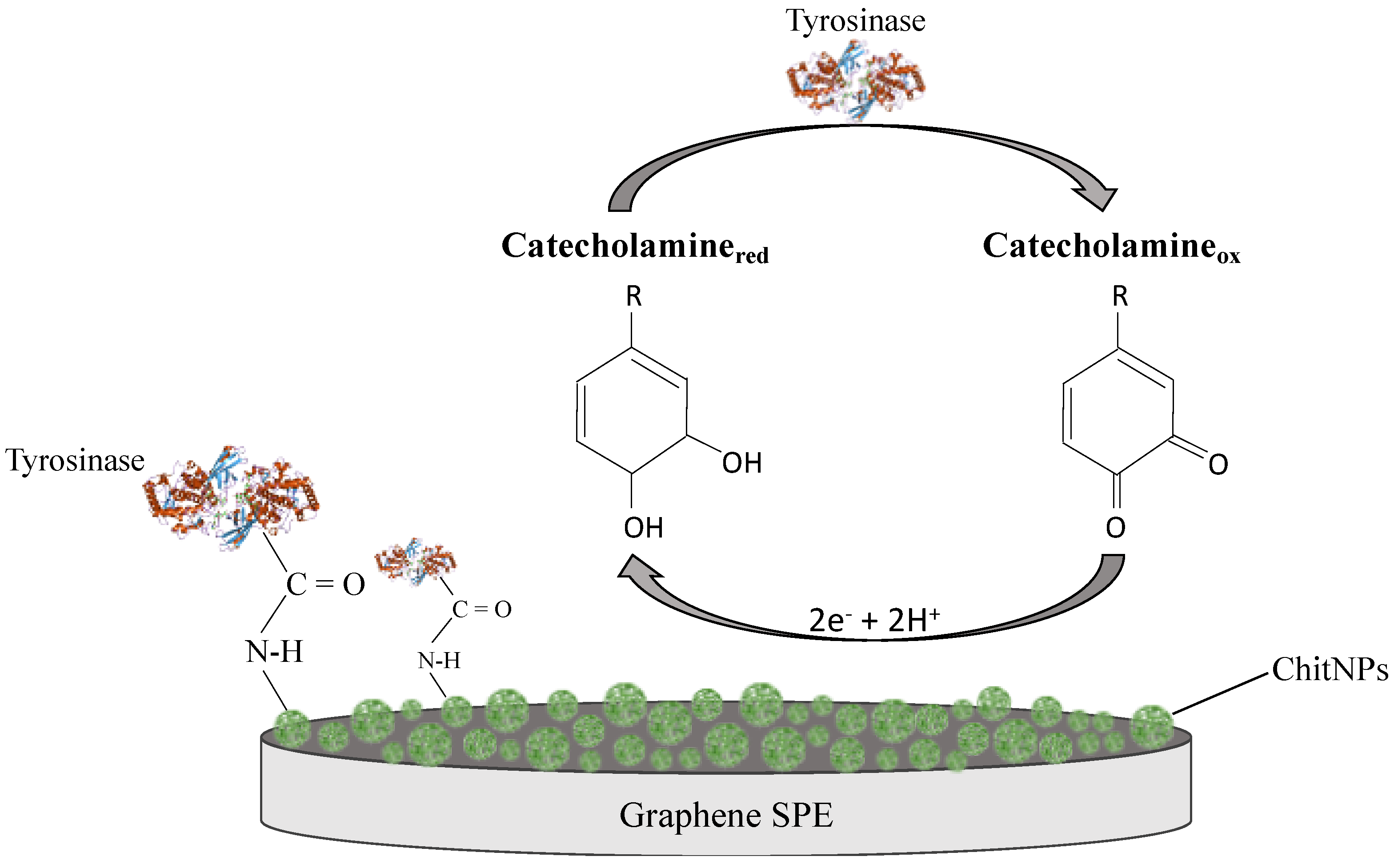 Biosensors 12 00519 sch001