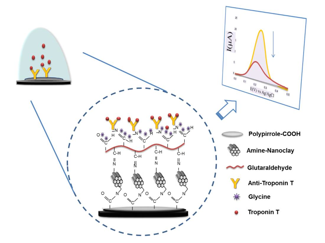 Biosensors Free FullText A Polypyrrole/Nanoclay Hybrid Film for