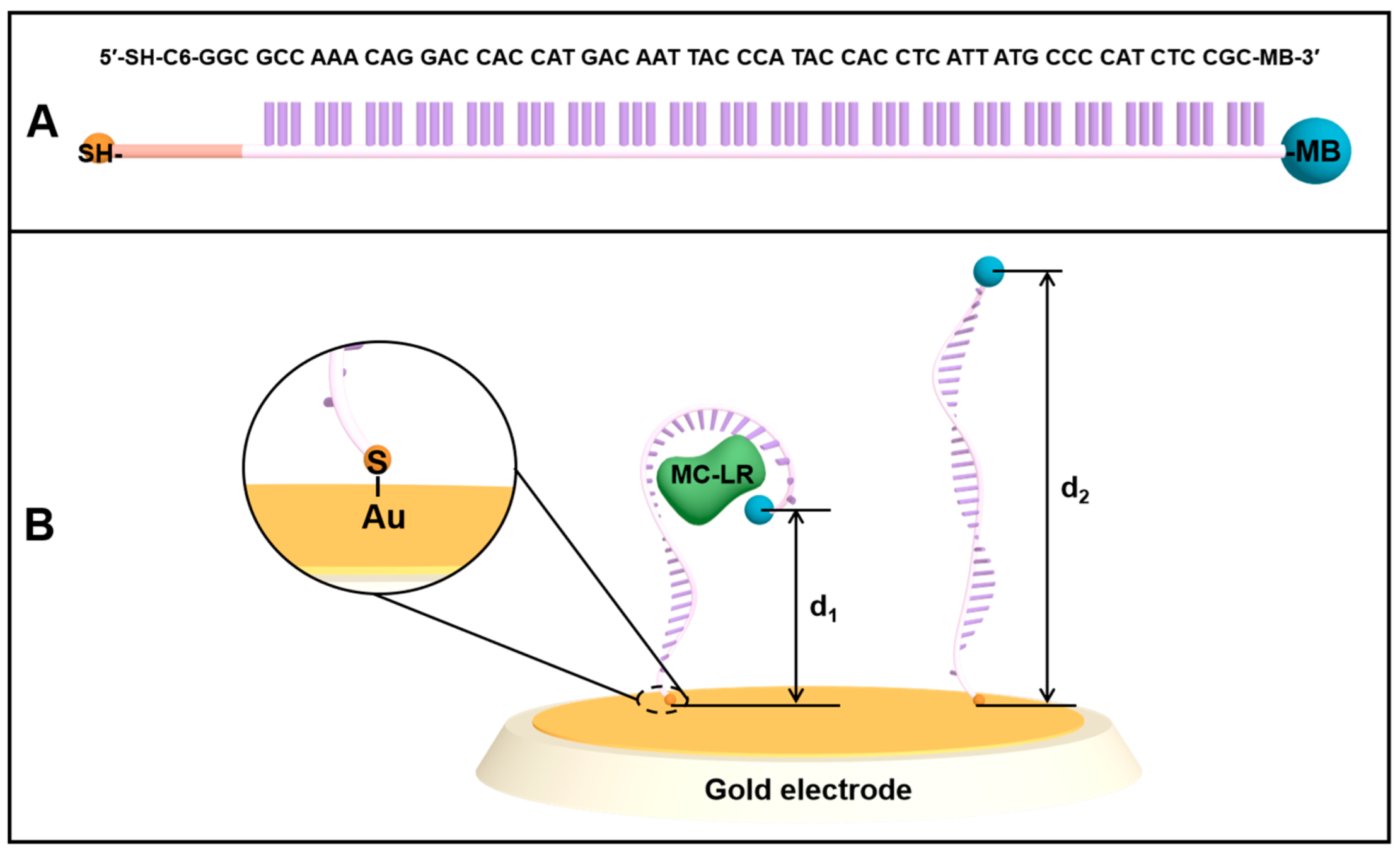 Biosensors 12 00556 g001