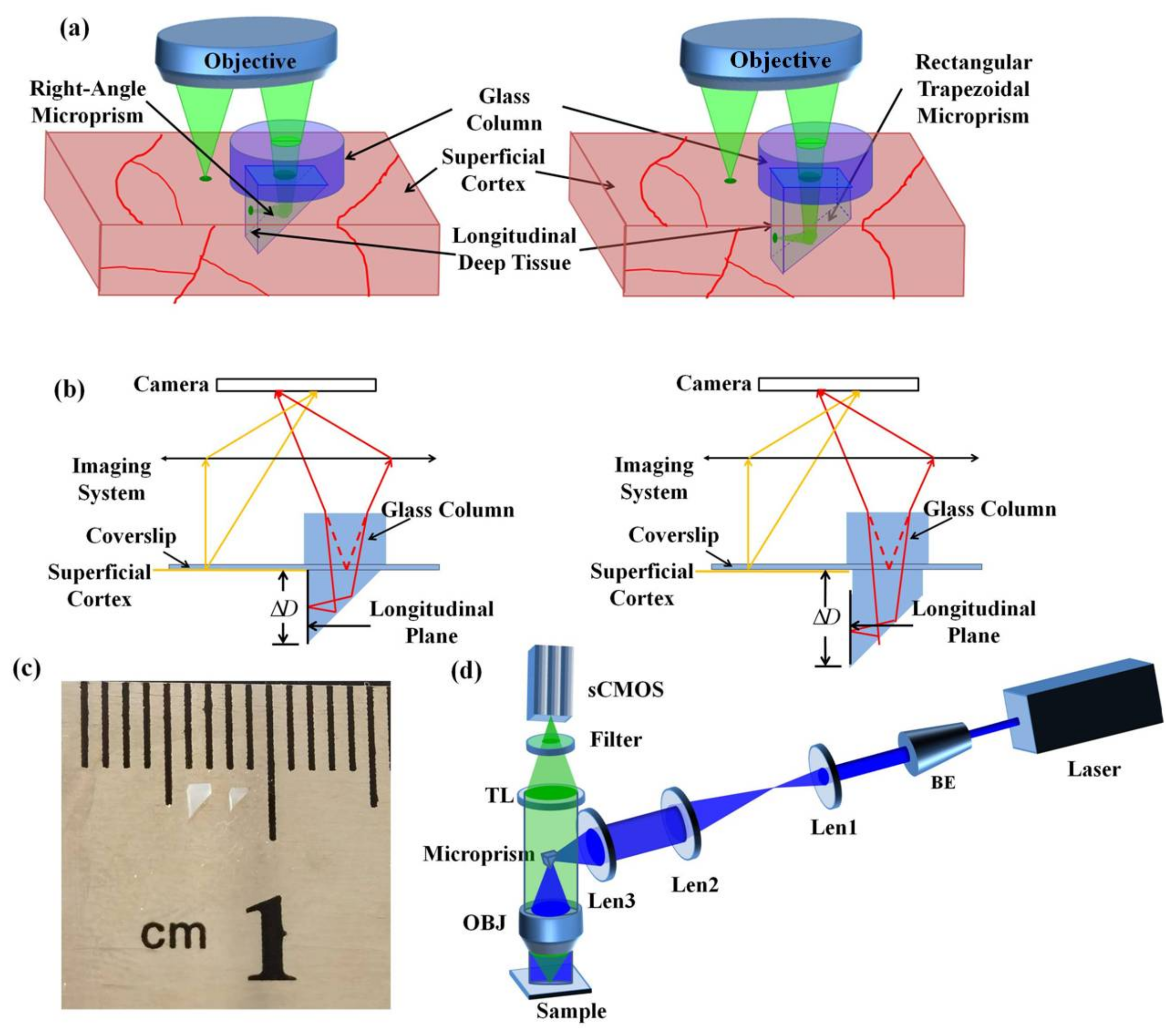 Biosensors 12 00567 g001 550