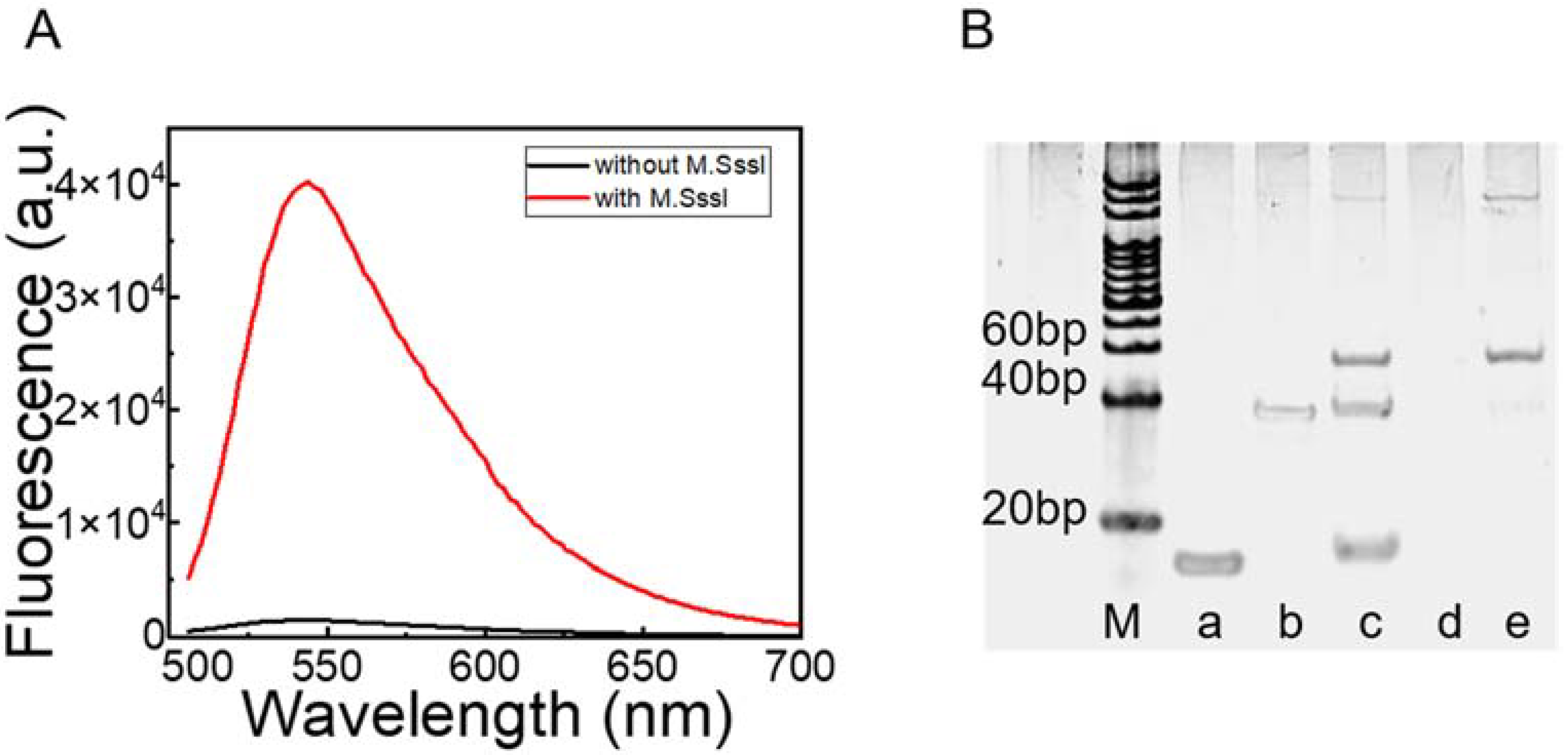 Biosensors 12 00569 g001