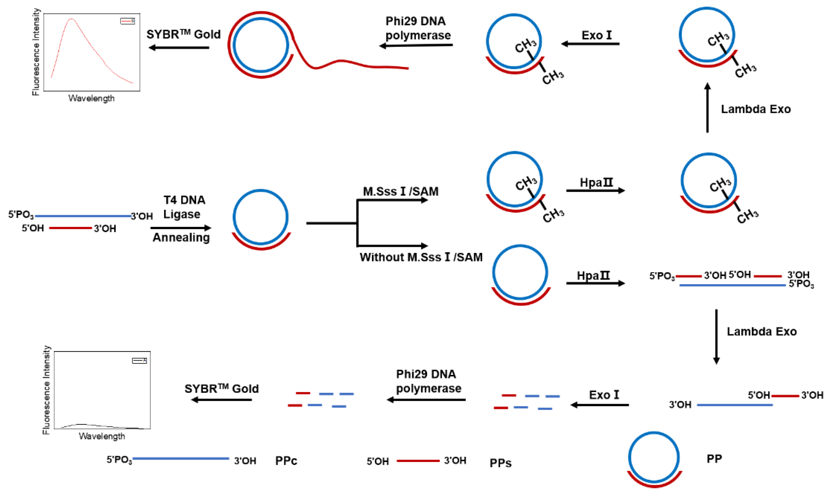Biosensors 12 00569 sch001