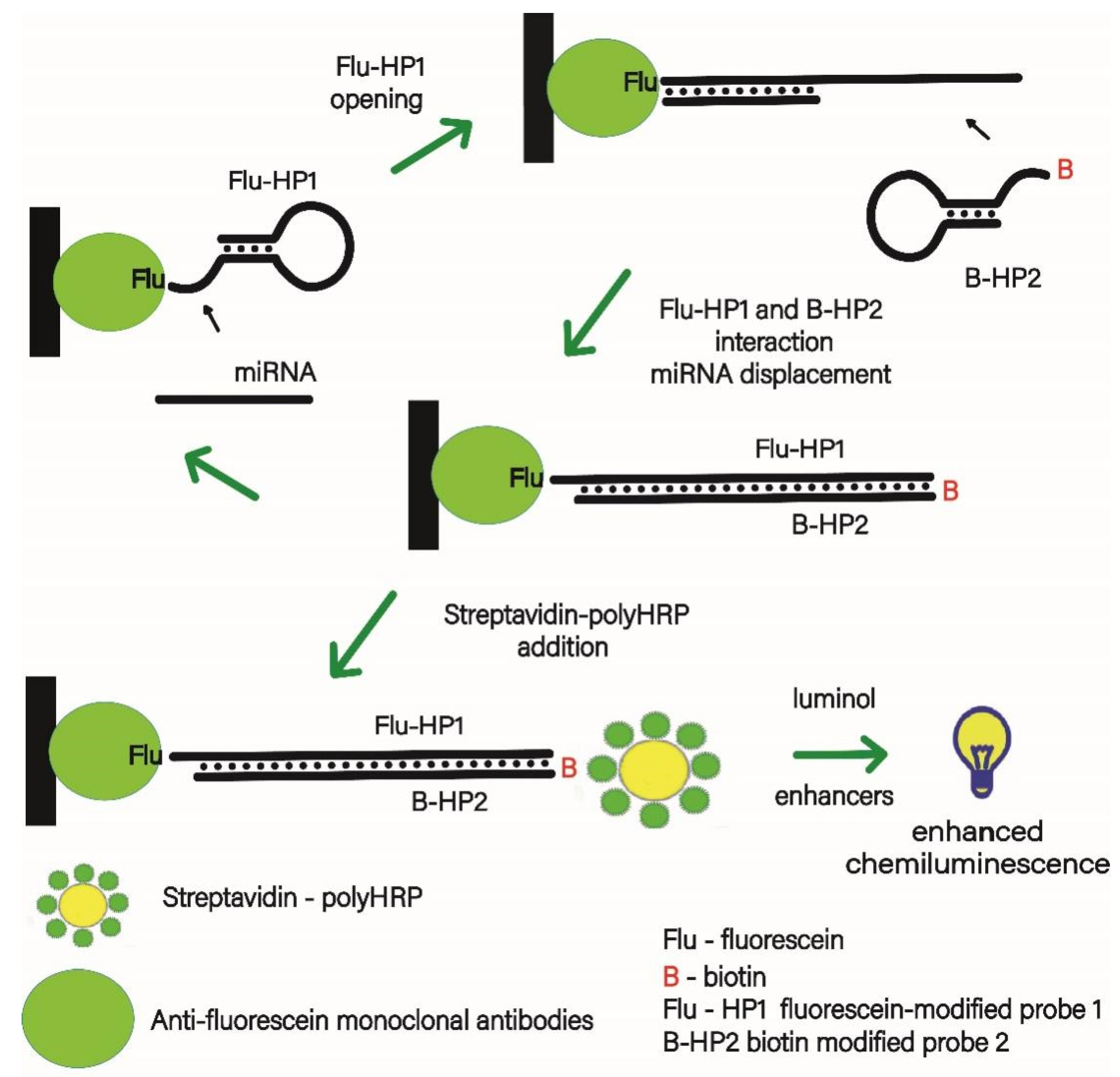 Biosensors 12 00570 g001