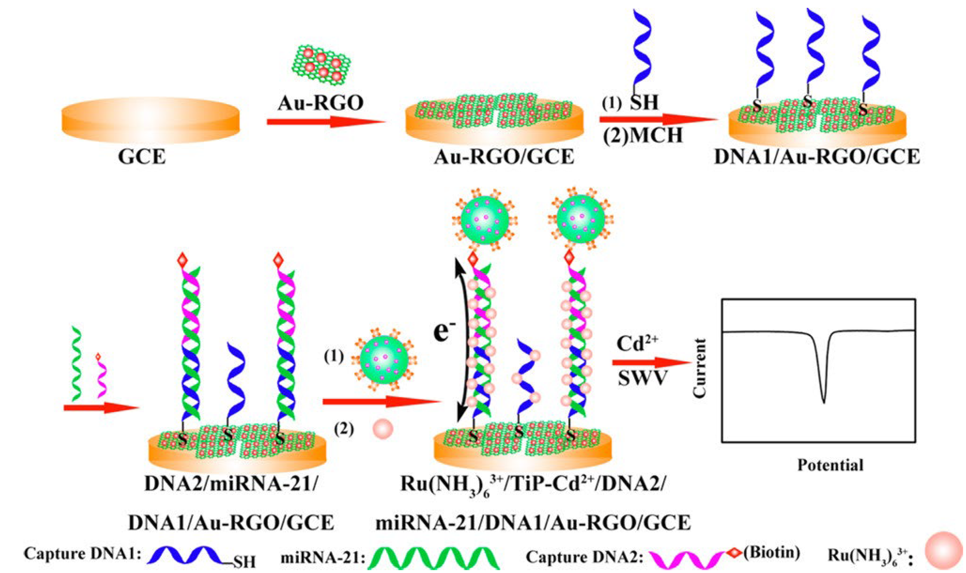 Biosensors 12 00607 g003