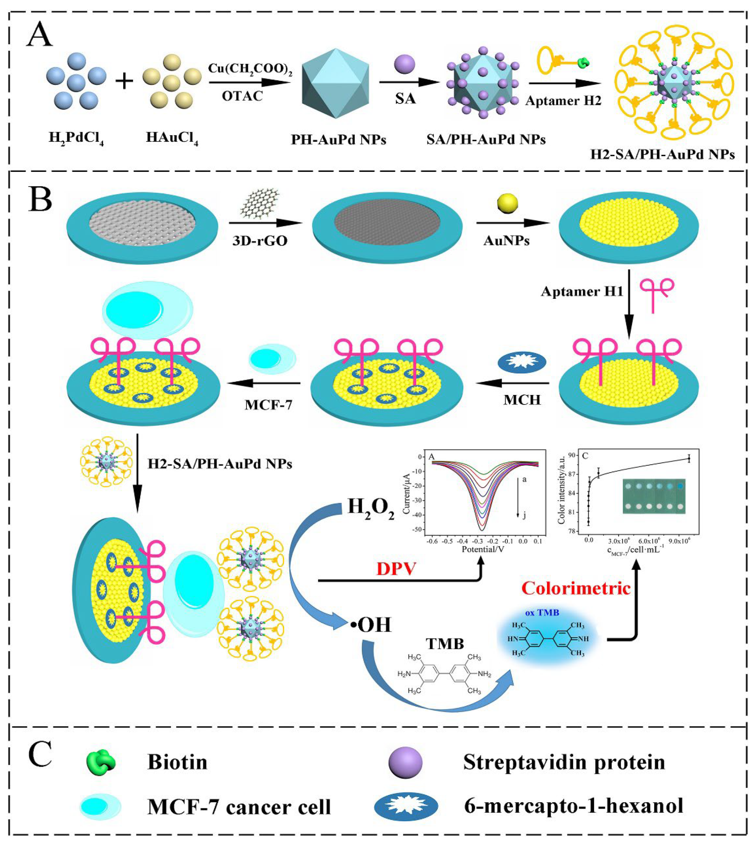 Biosensors 12 00607 g007