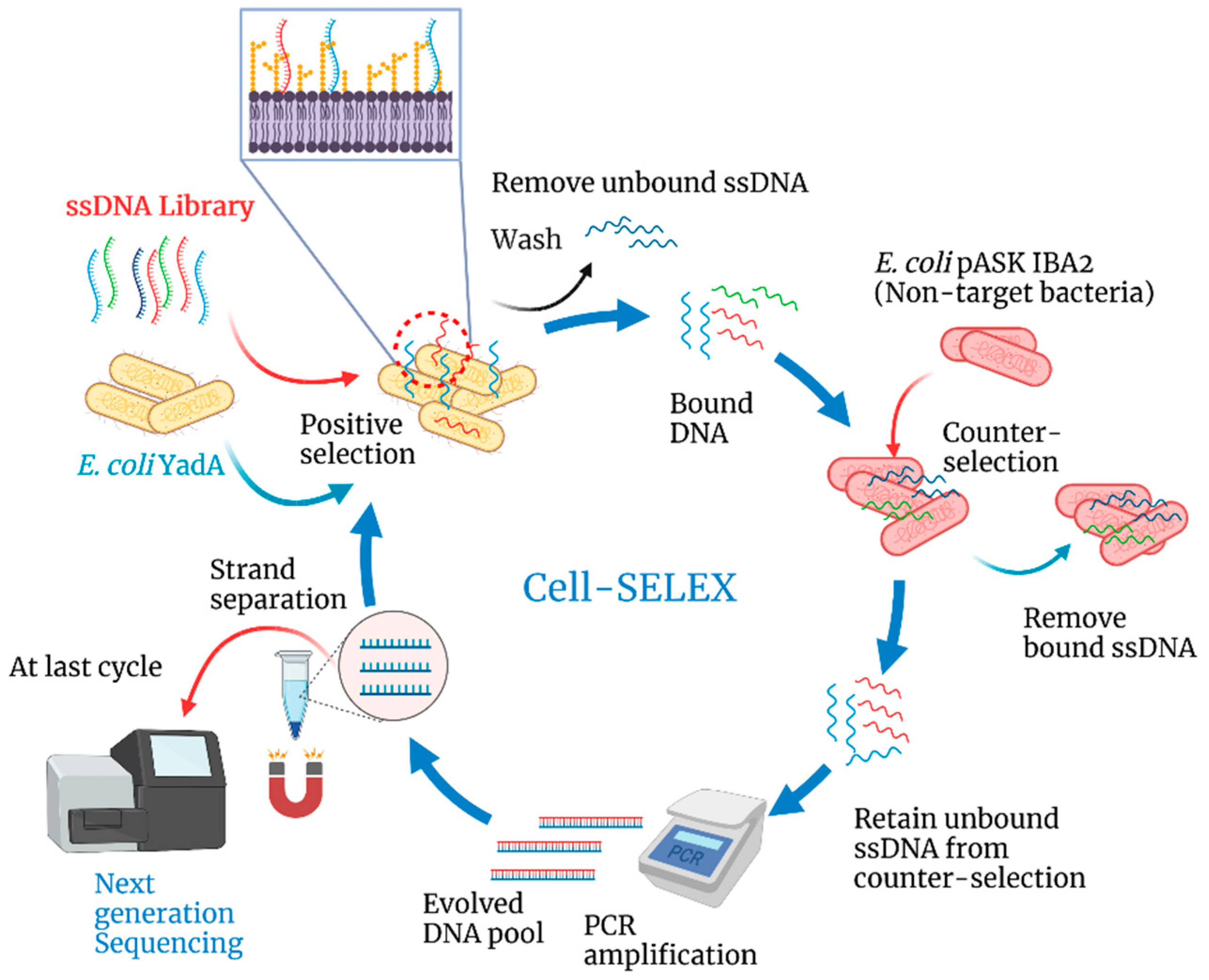 Biosensors 12 00614 g001 550