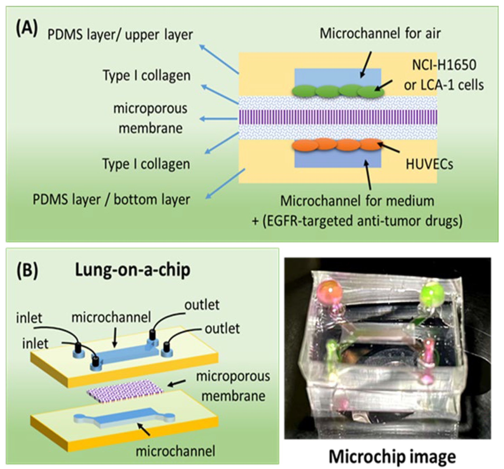 Biosensors 12 00618 g001 550