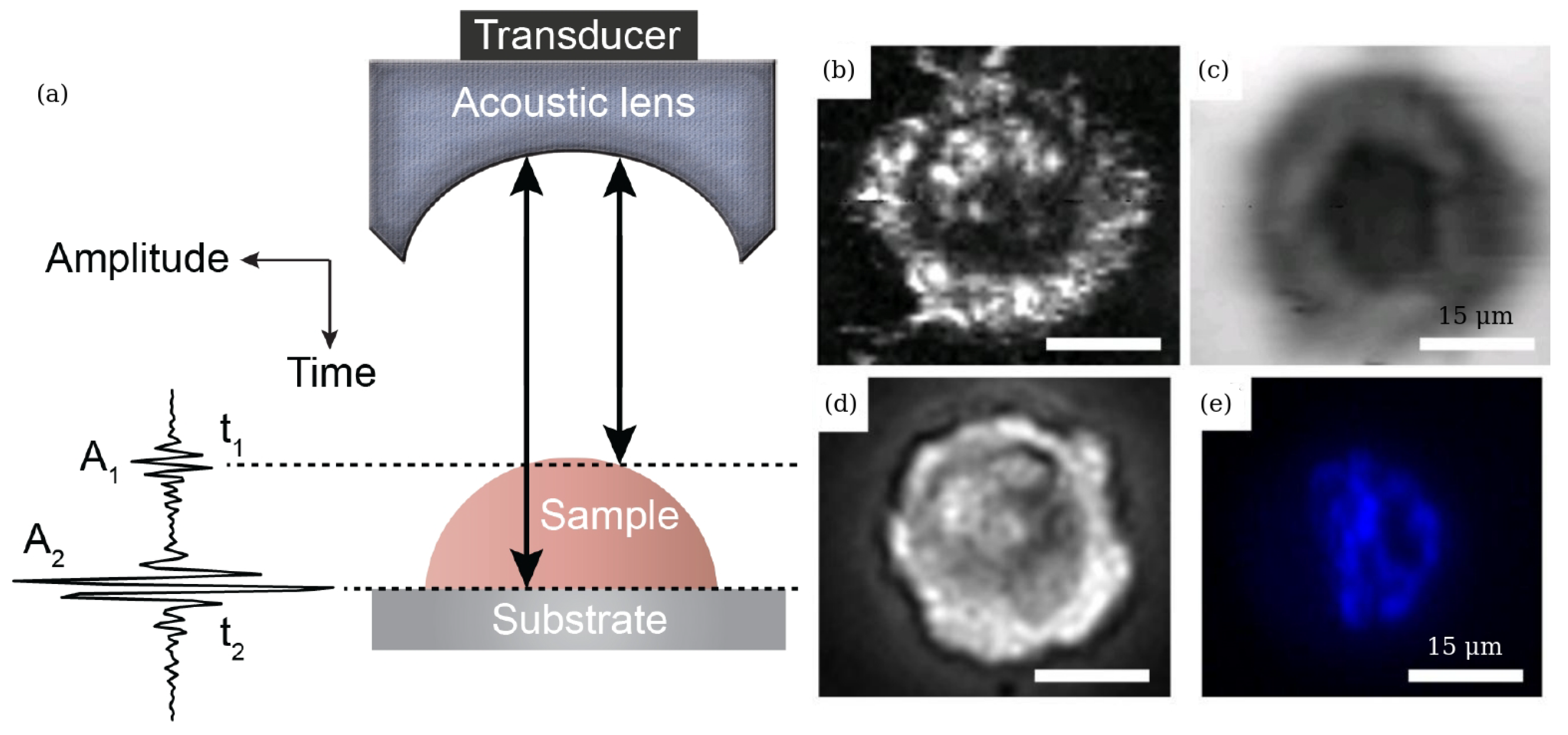 Biosensors 12 00624 g008