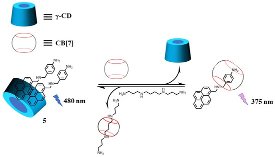 Recent Advances in Fluorescent Methods for Polyamine
