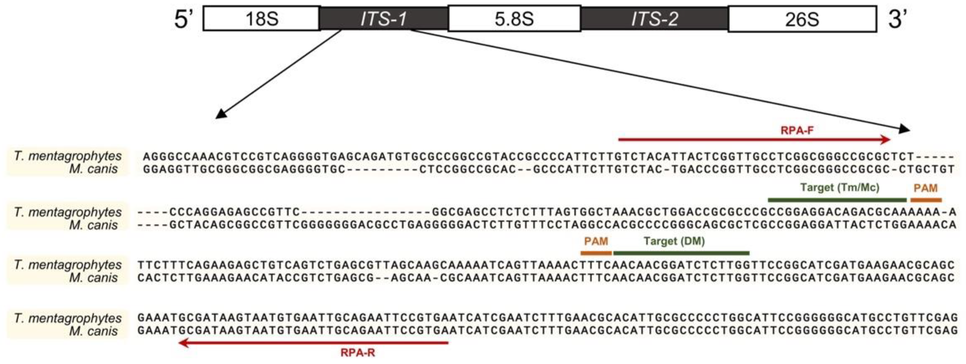 Biosensors 12 00636 g002 Biosensors 12 00636 g002