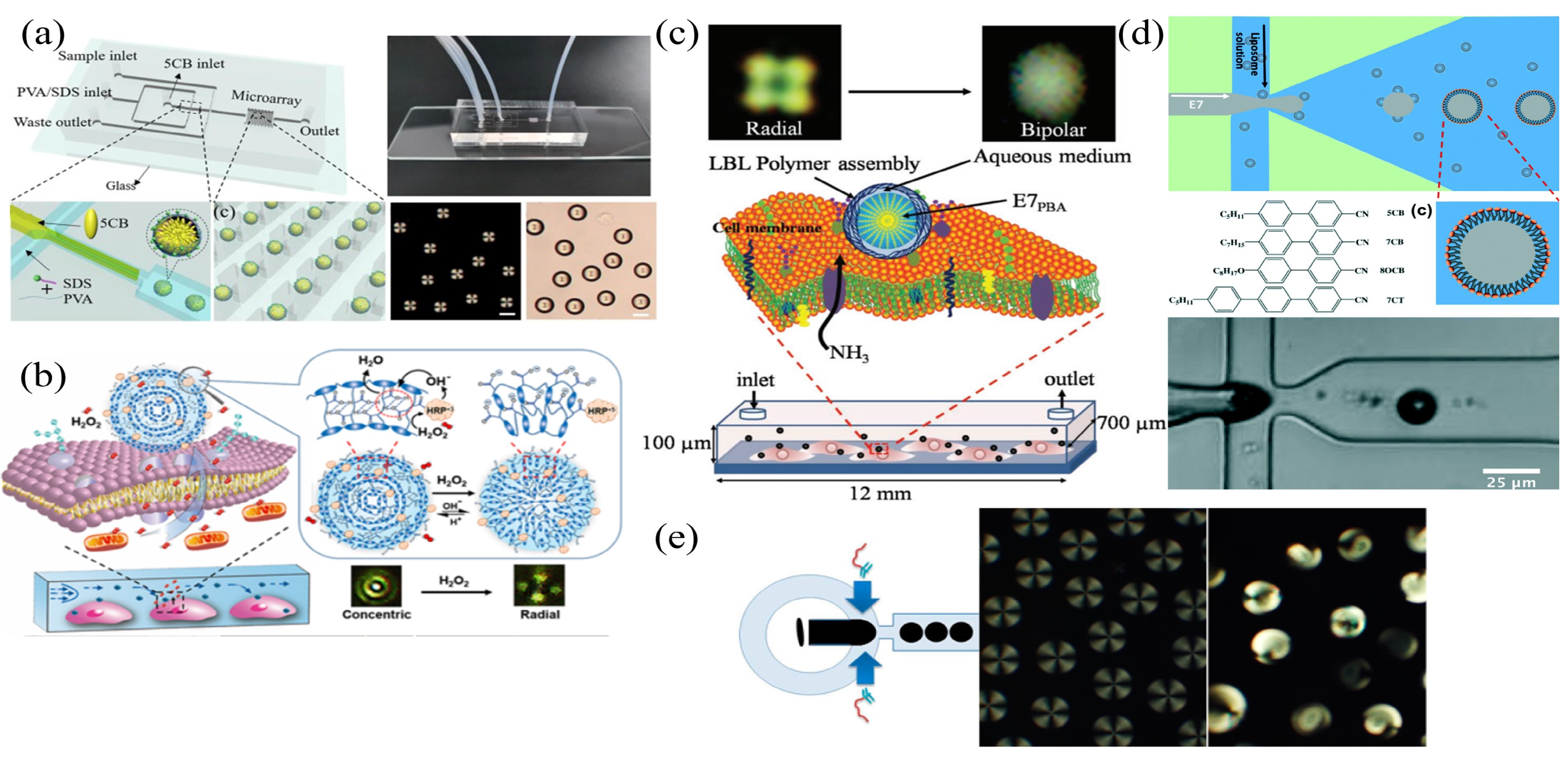 Biosensors 12 00639 g009 550
