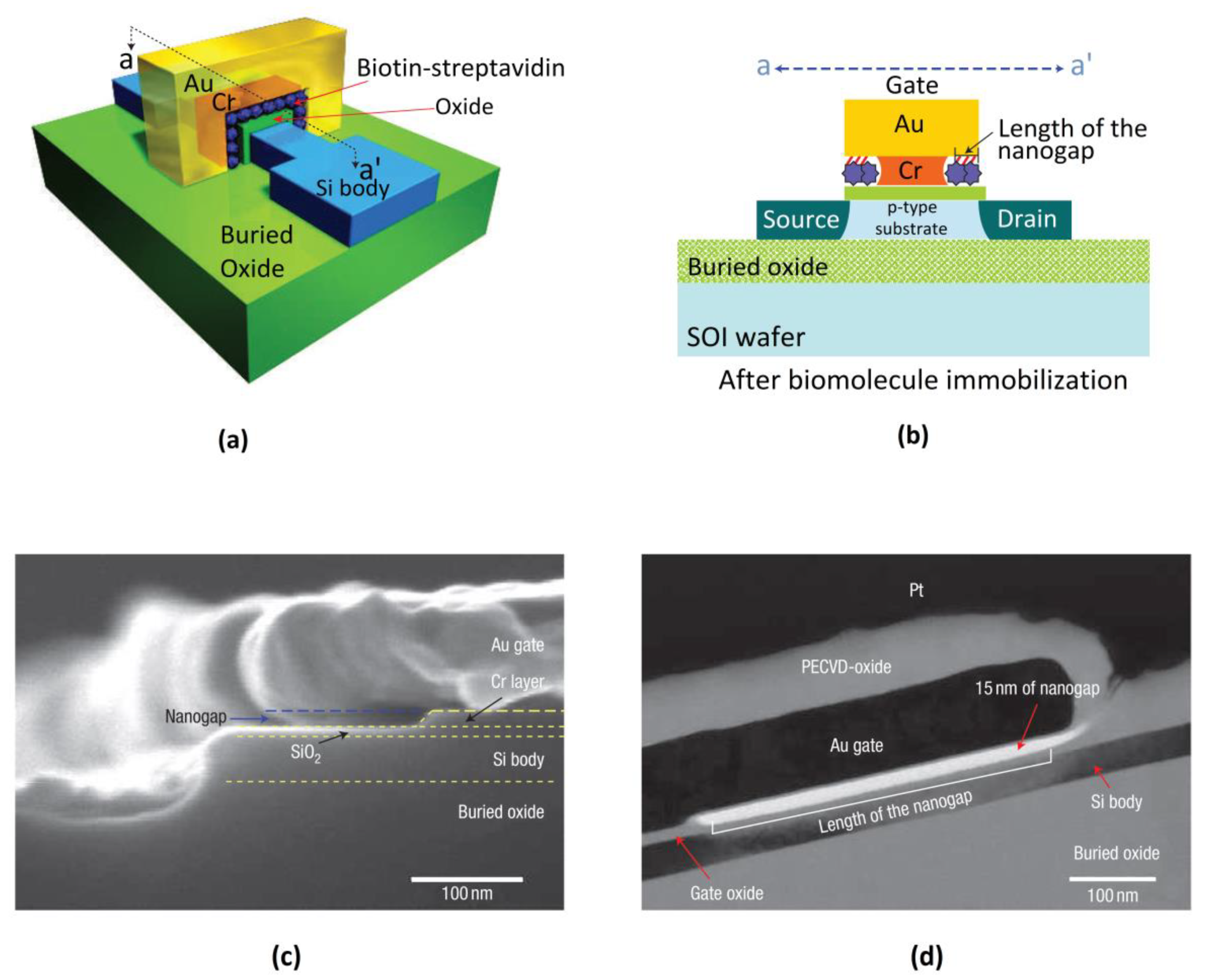 Biosensors 12 00647 g011