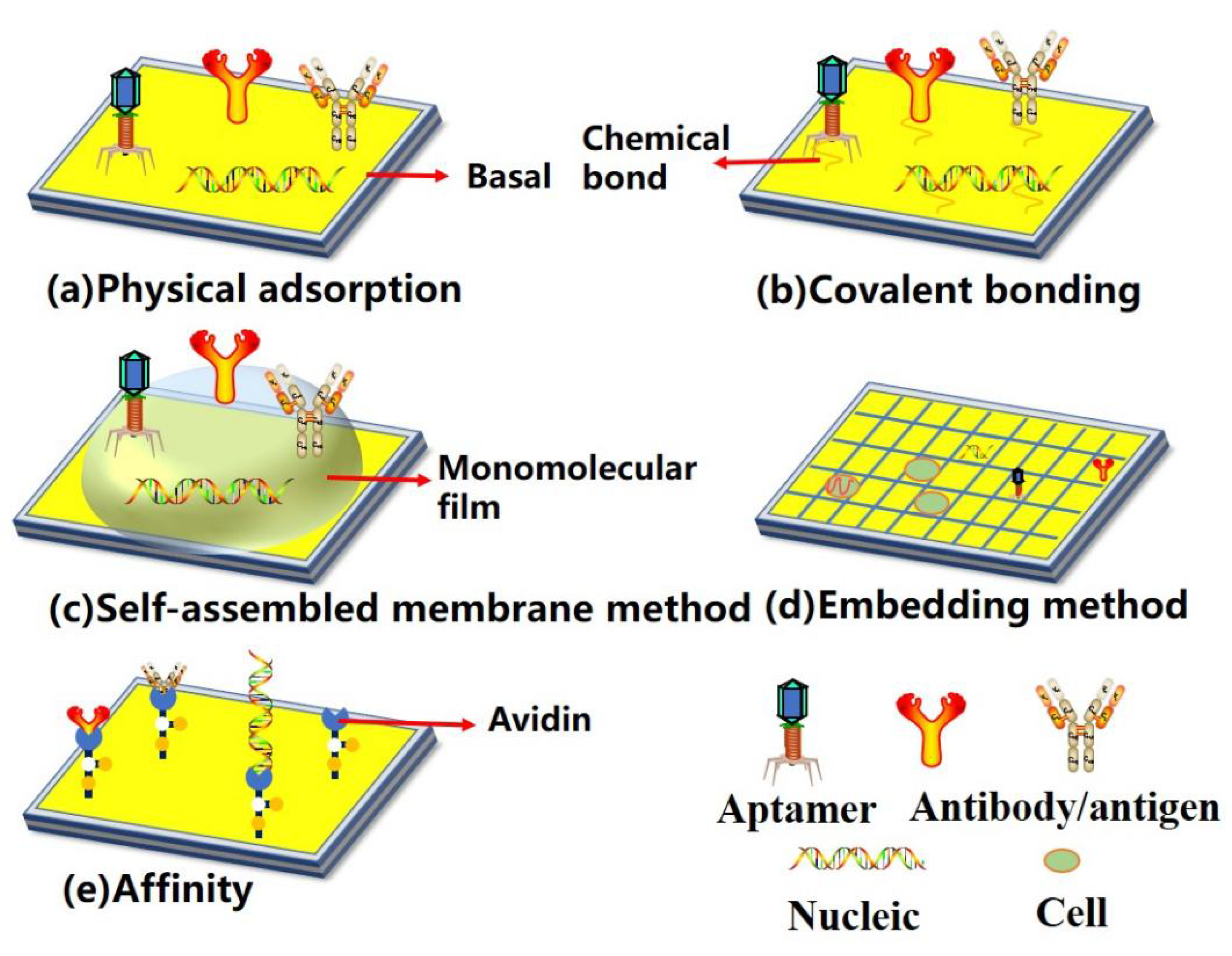 Biosensors 12 00649 g002