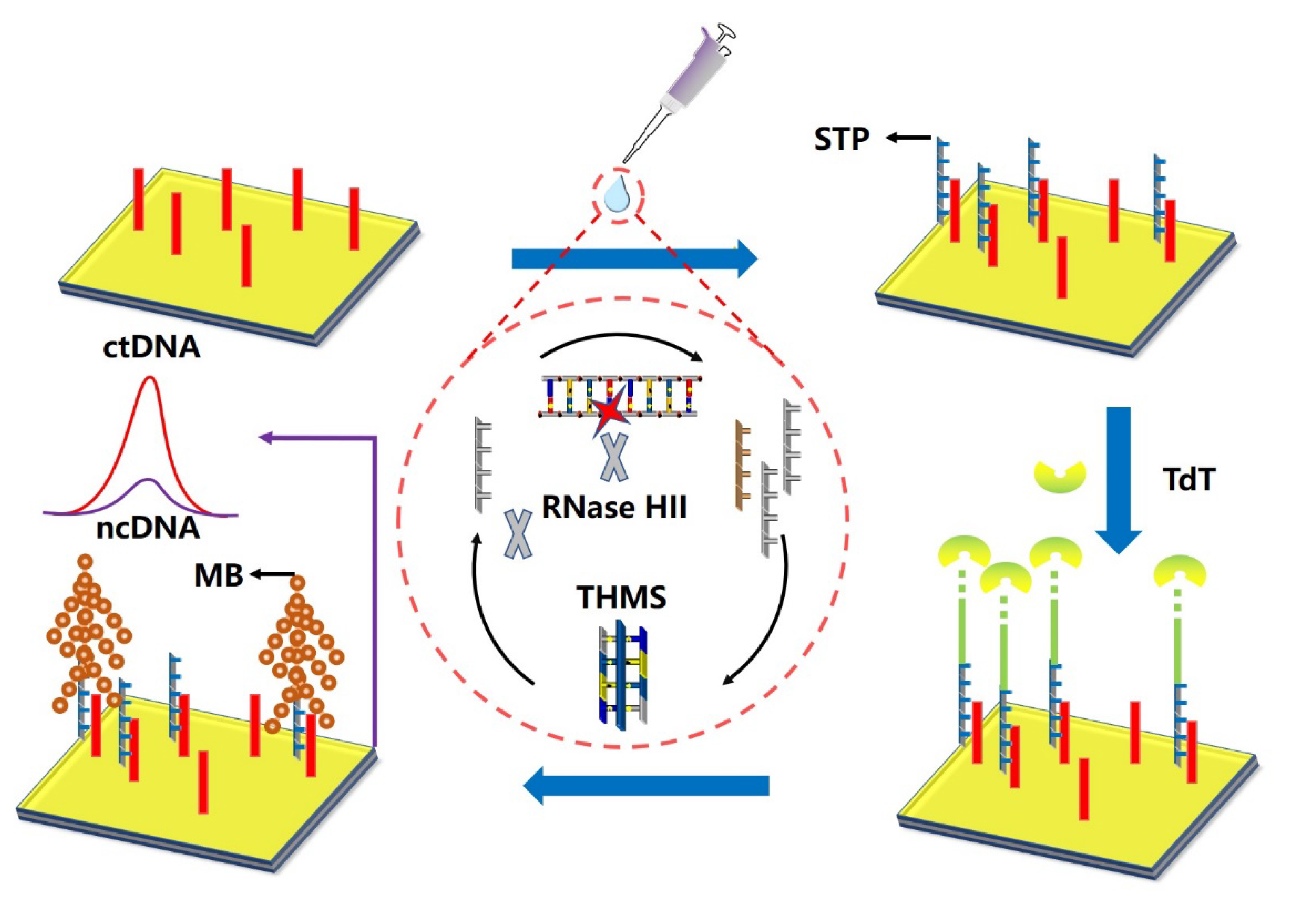 Biosensors 12 00649 g005