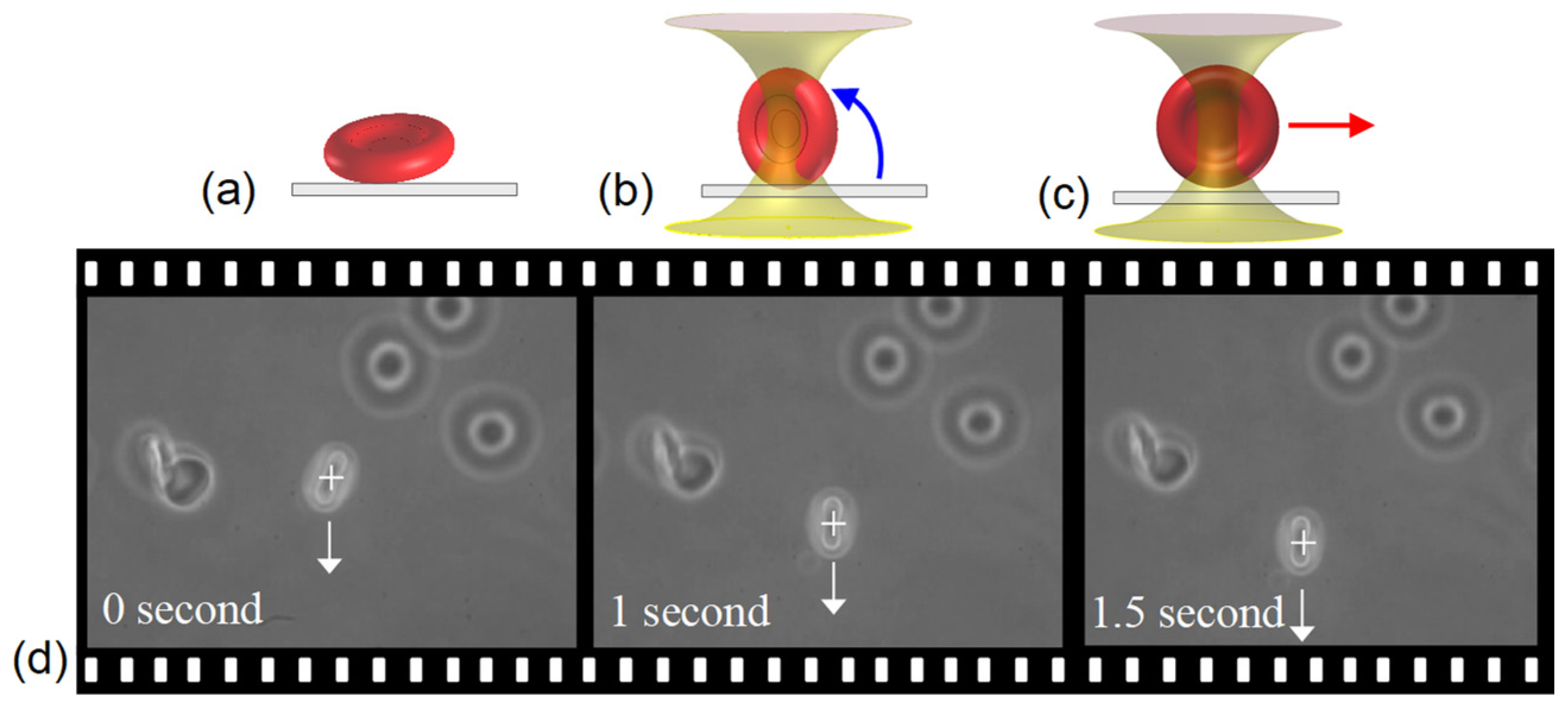 Biosensors 12 00656 g002
