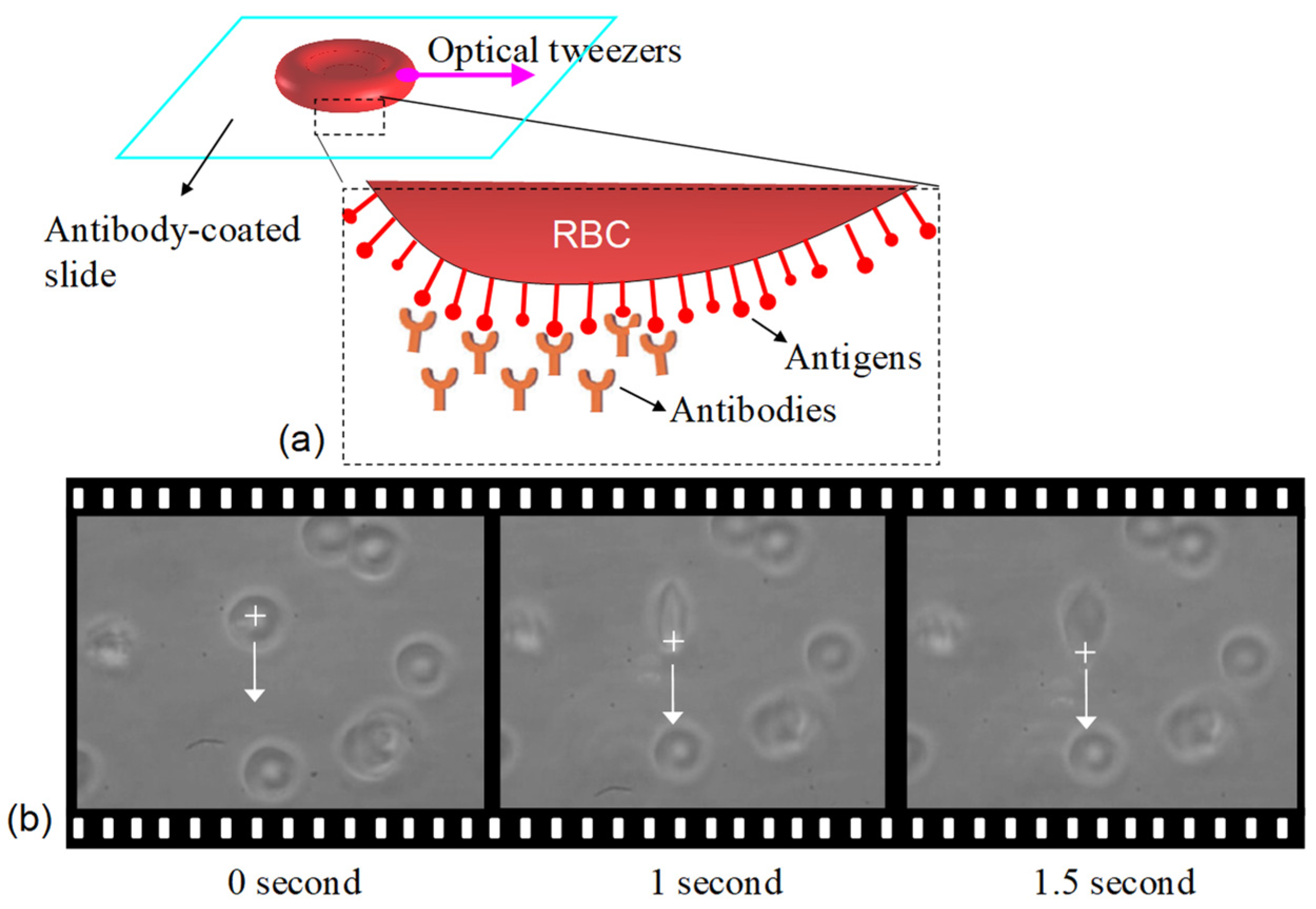 Biosensors 12 00656 g003