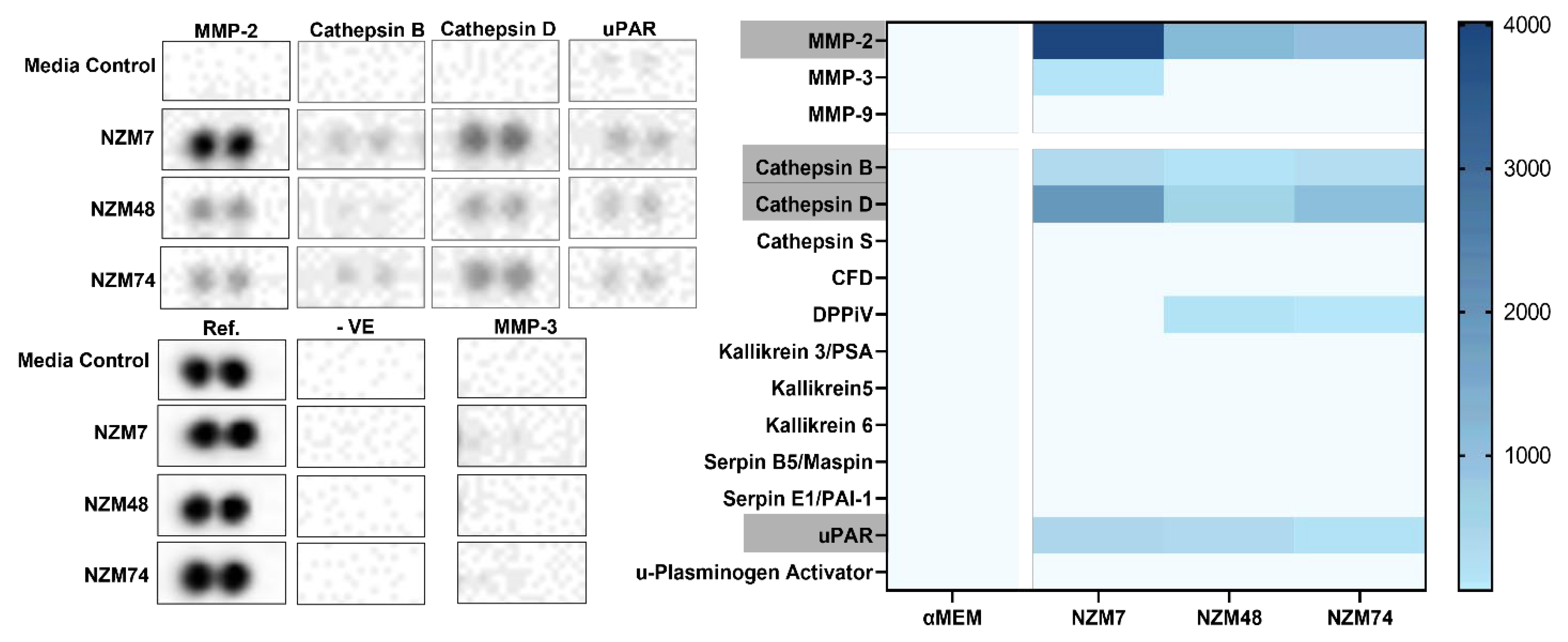 Biosensors 12 00660 g004