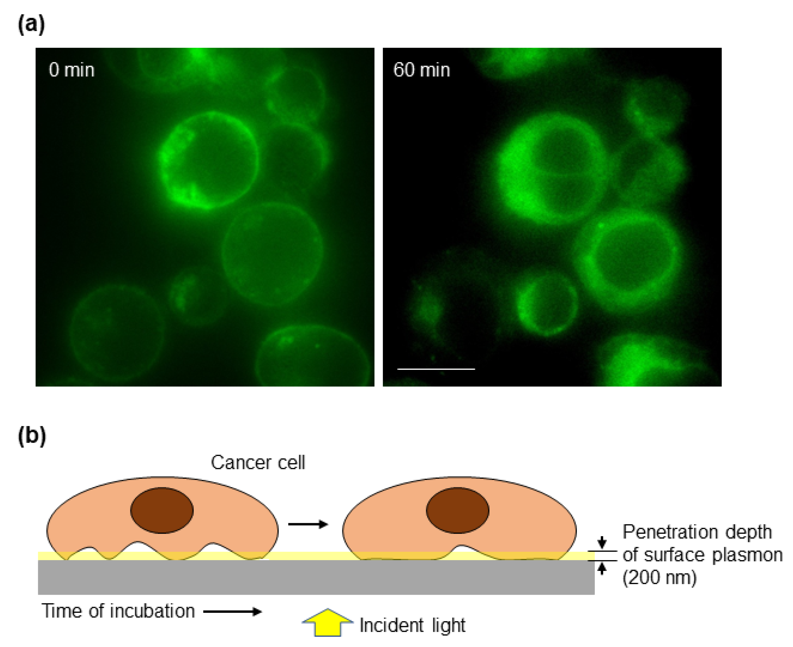 Biosensors 12 00674 g004