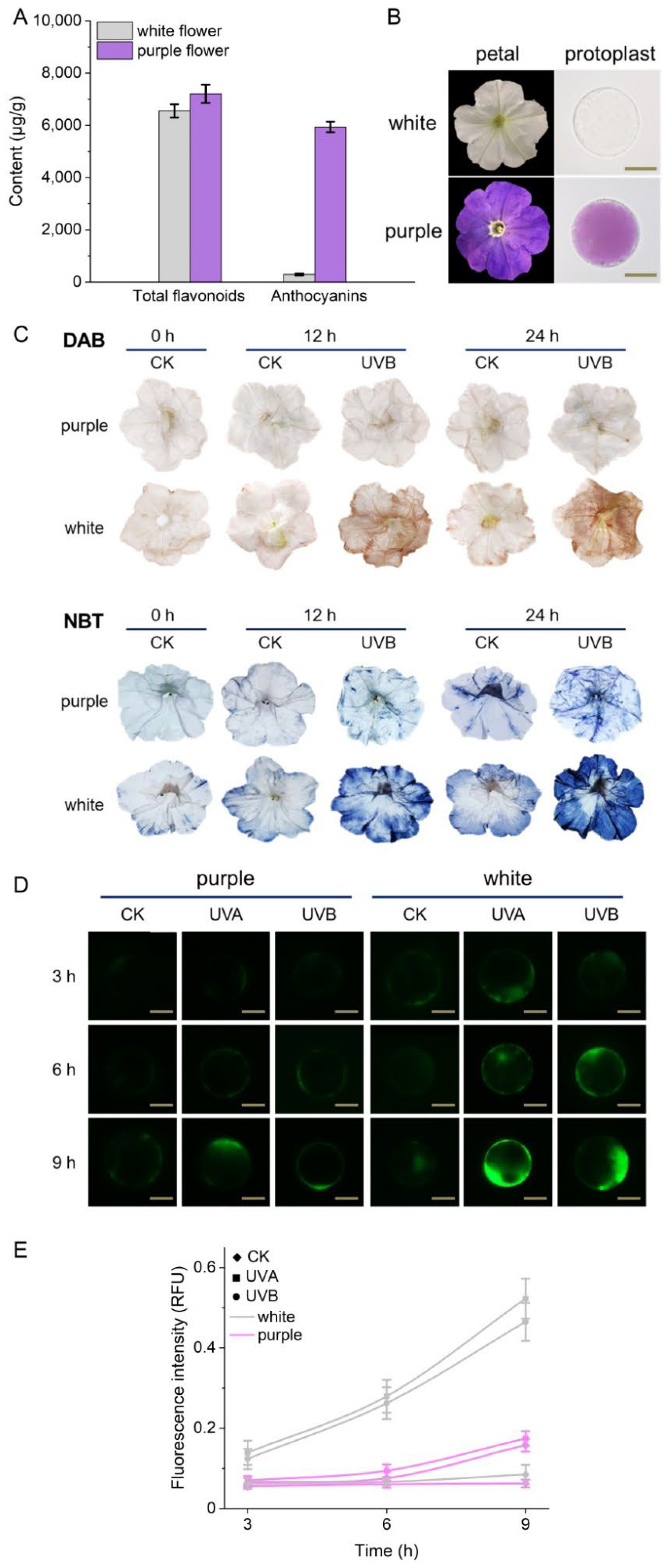 Biosensors 12 00688 g004