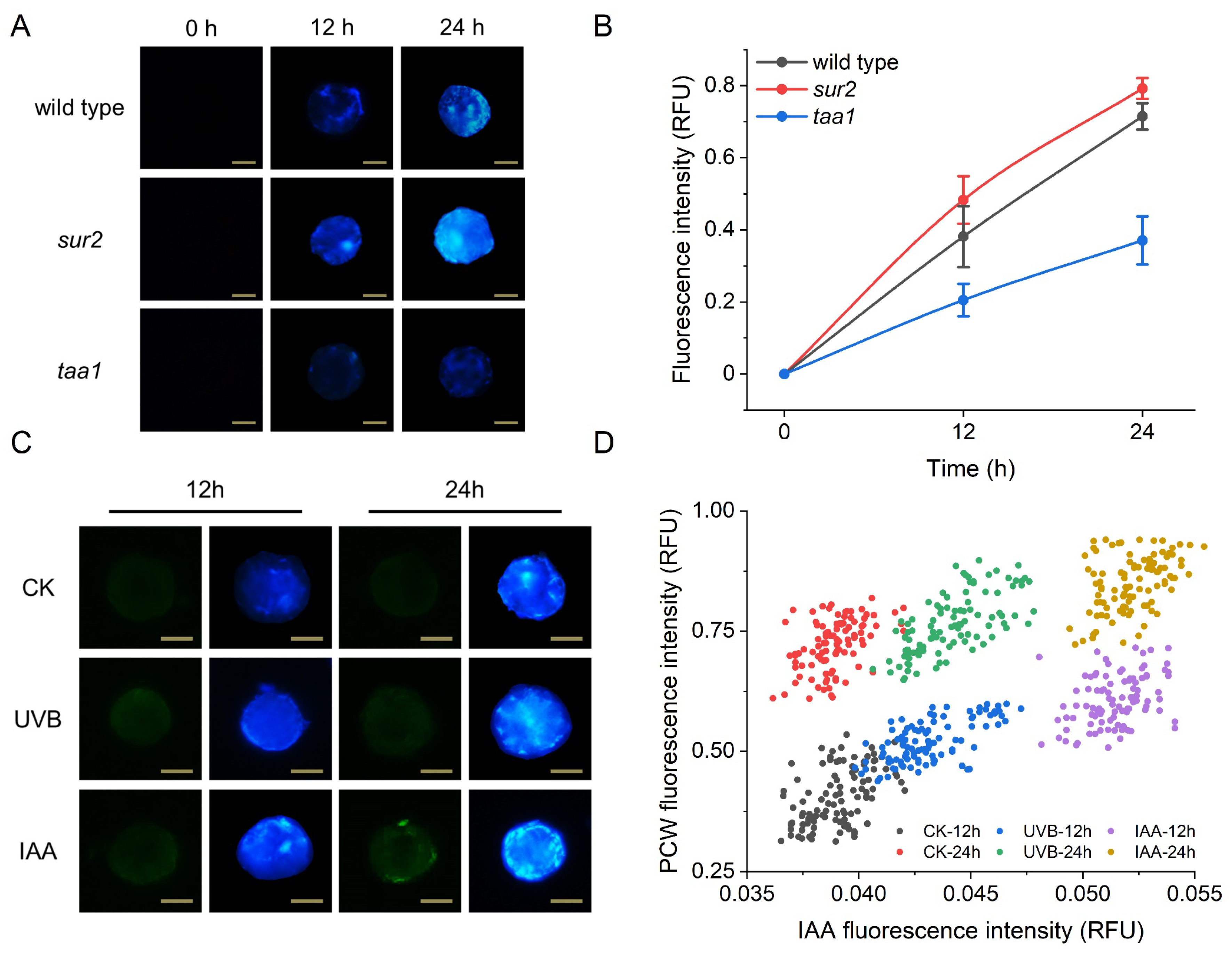 Biosensors 12 00688 g005