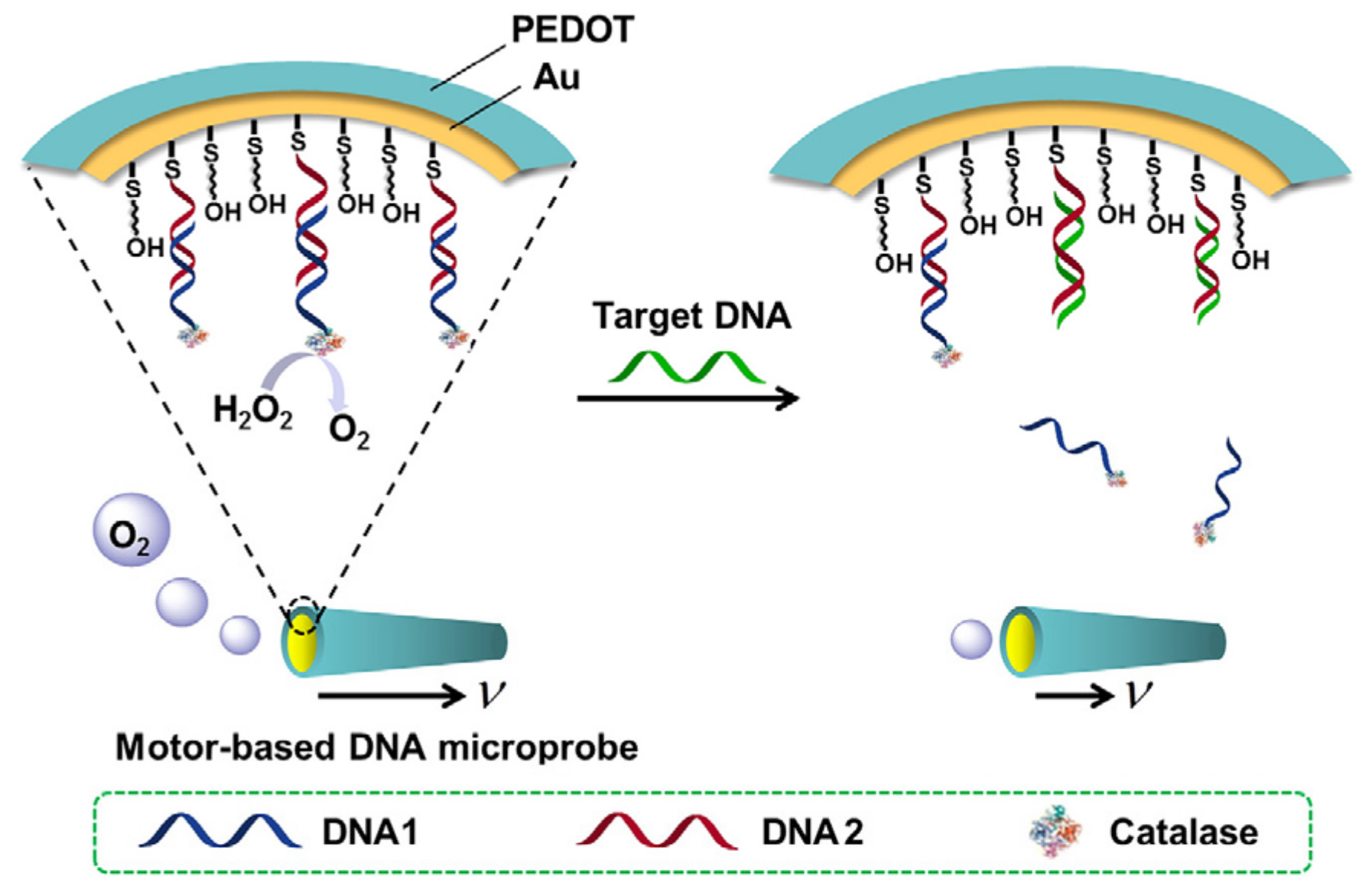 Biosensors 12 00689 g019 Biosensors 12 00689 g019