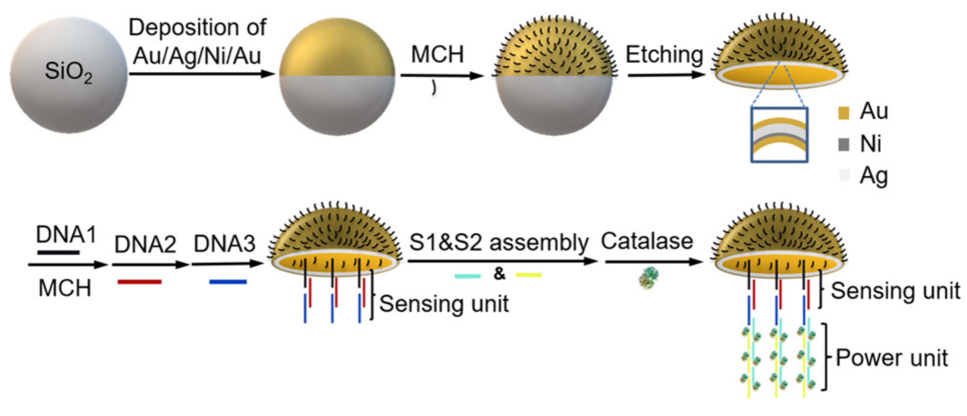 Biosensors 12 00689 g020 Biosensors 12 00689 g020
