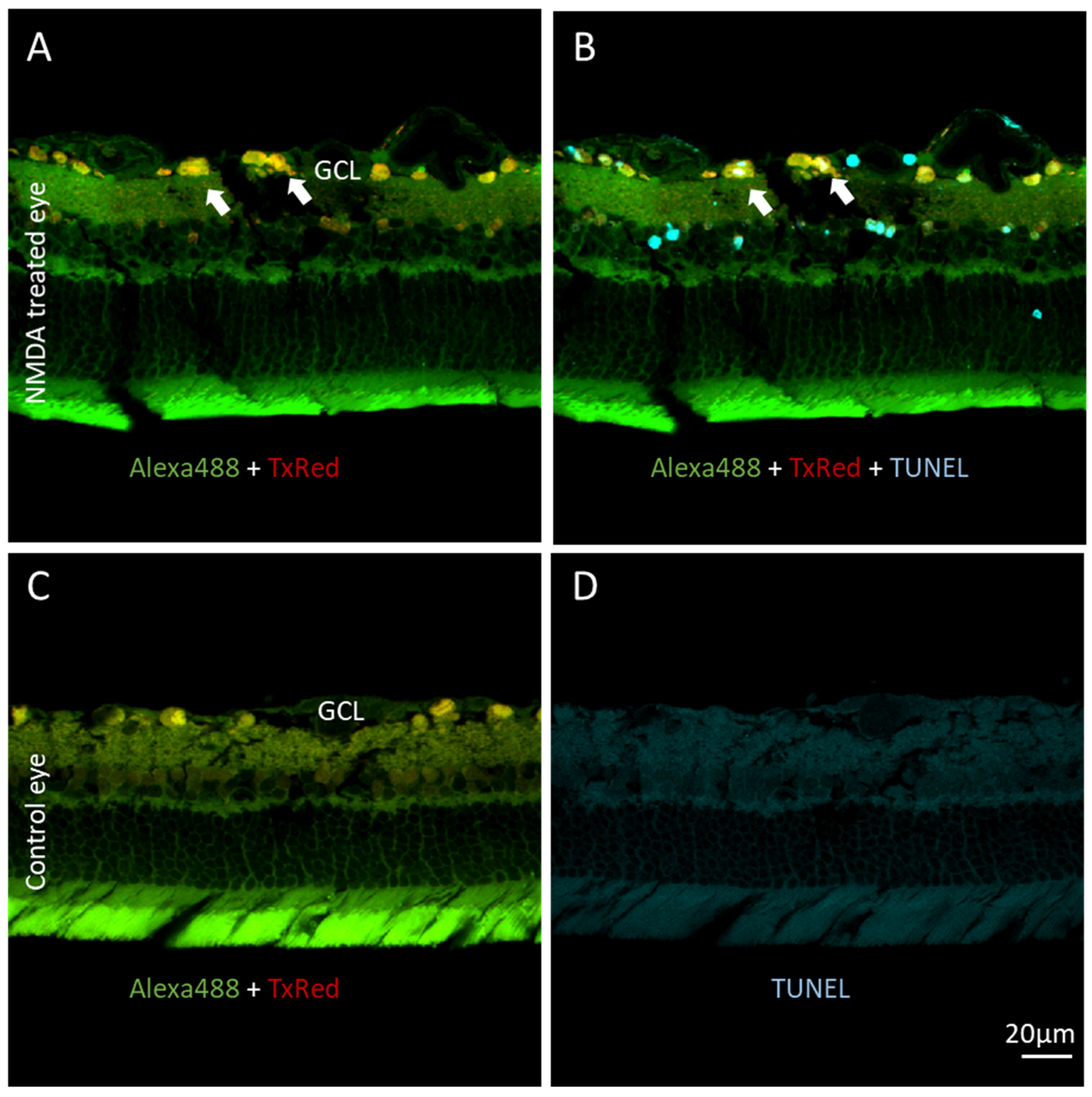 Biosensors 12 00693 g004
