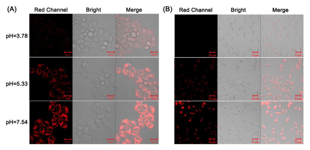 Biosensors 12 00696 g003 550