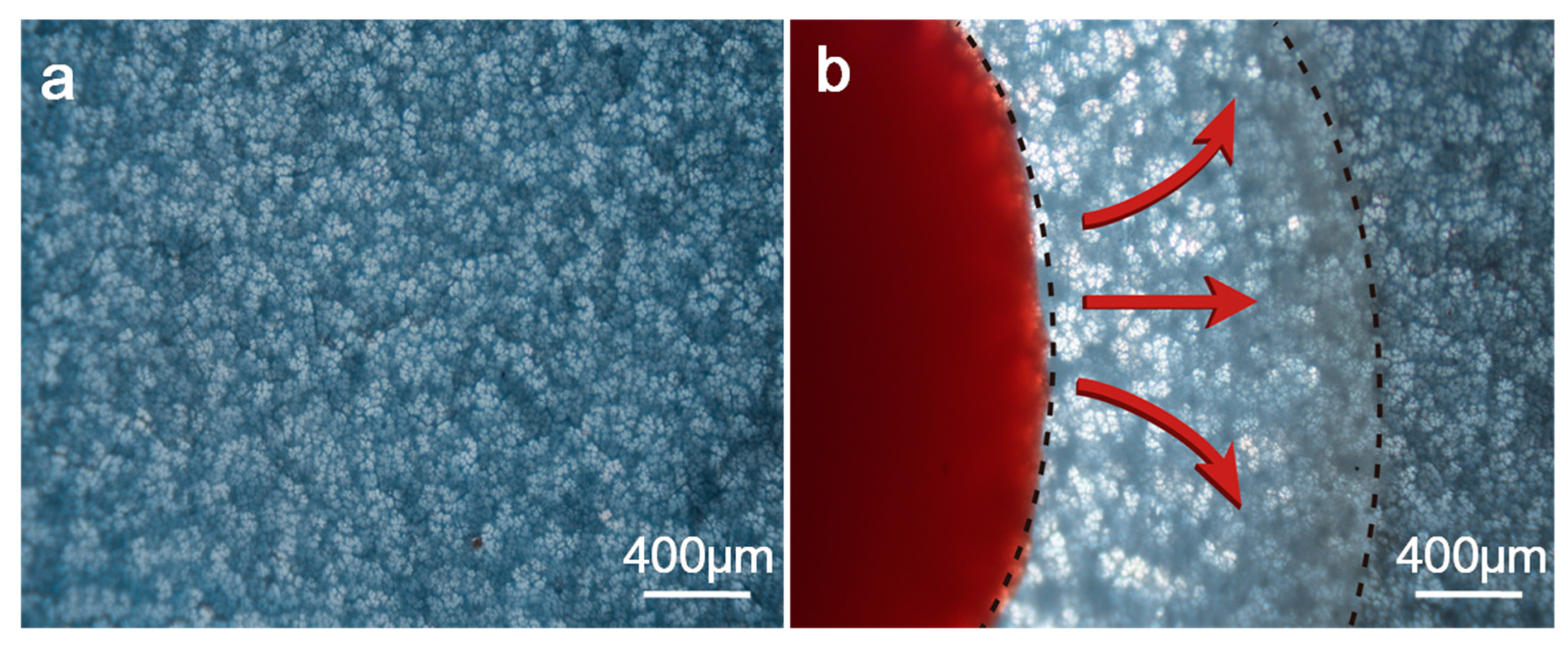 Biosensors 12 00712 g003